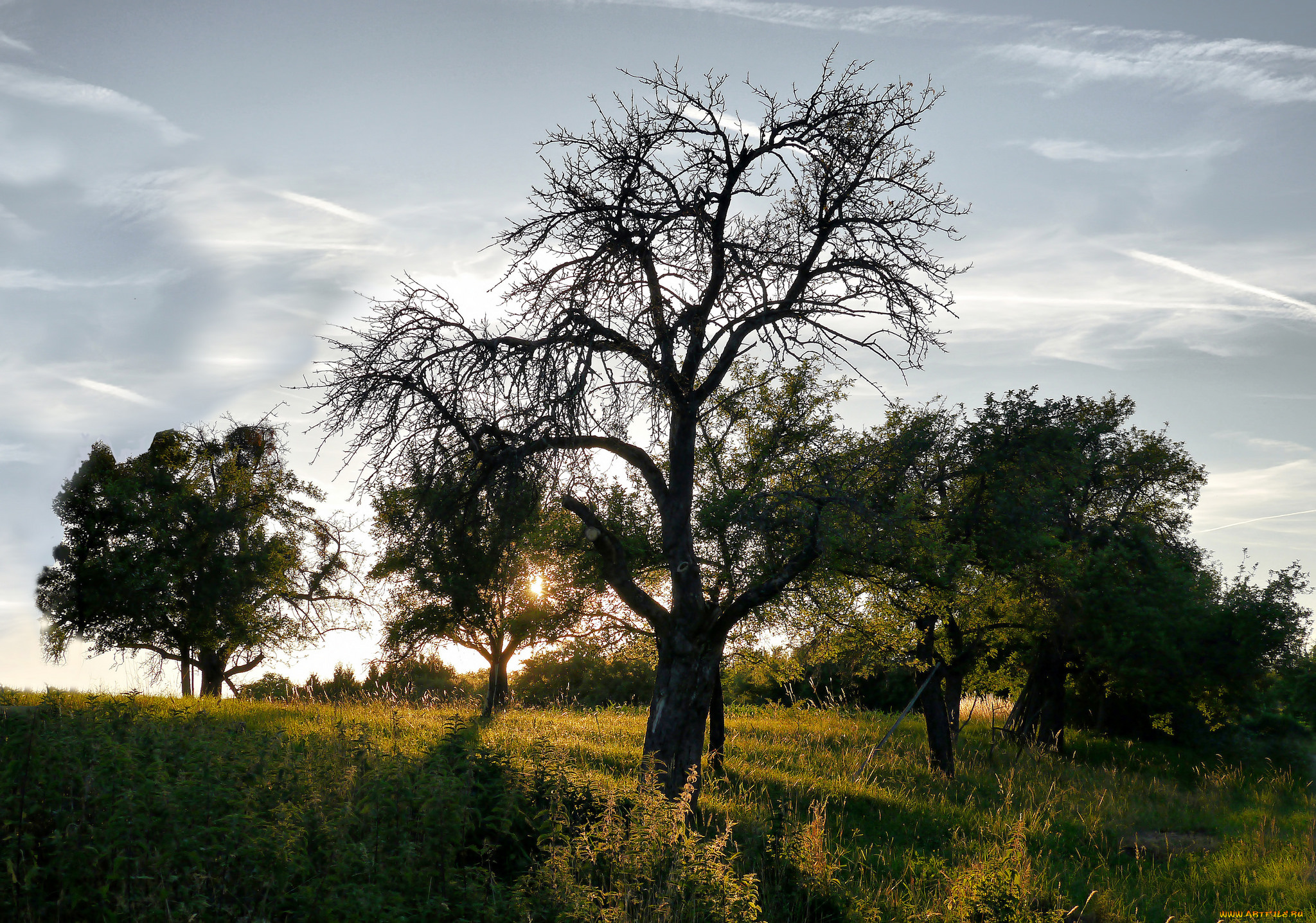 природа, деревья, простор