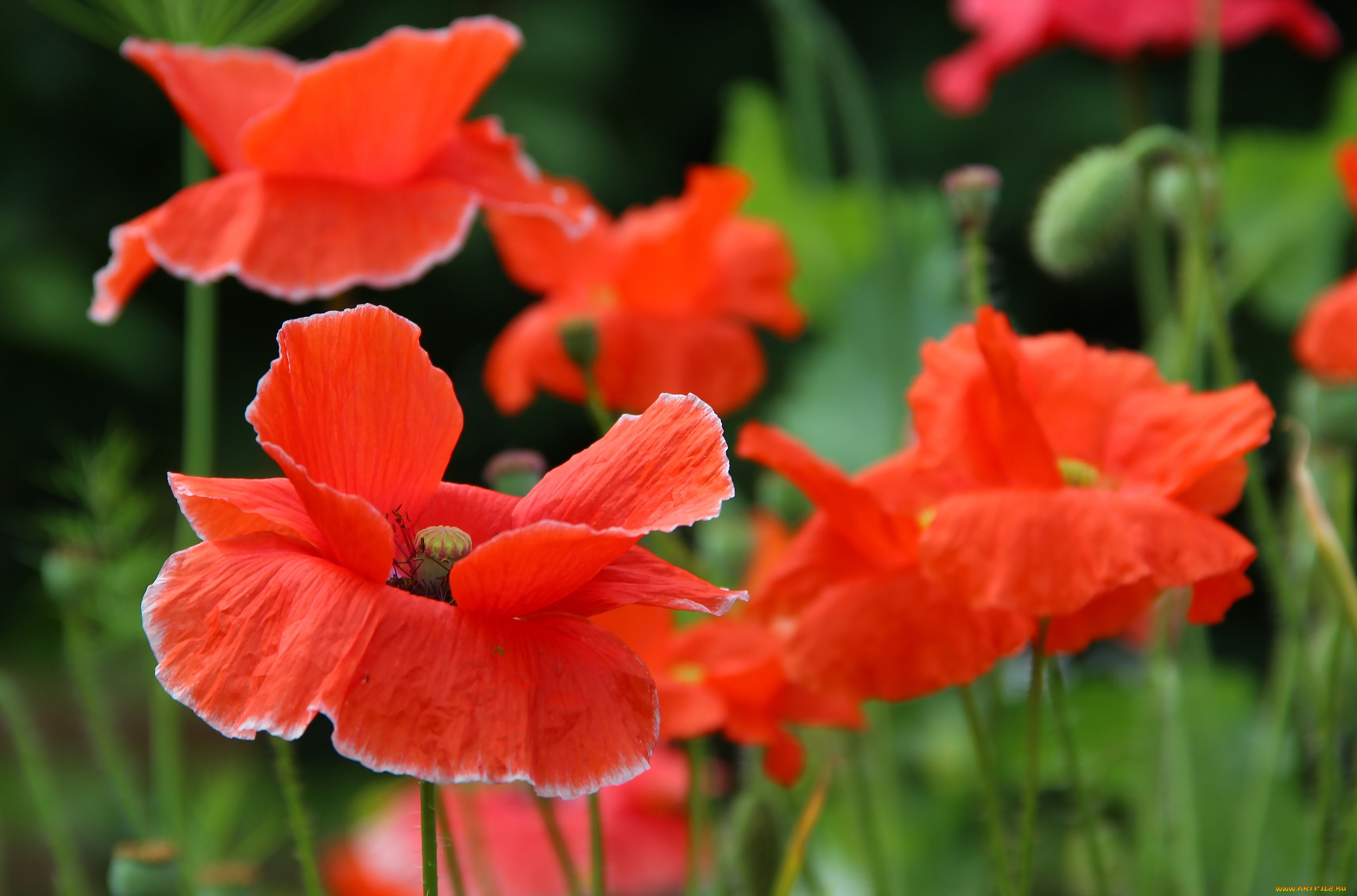 цветы, маки, цветение, дача, лето, красота, природа, мак