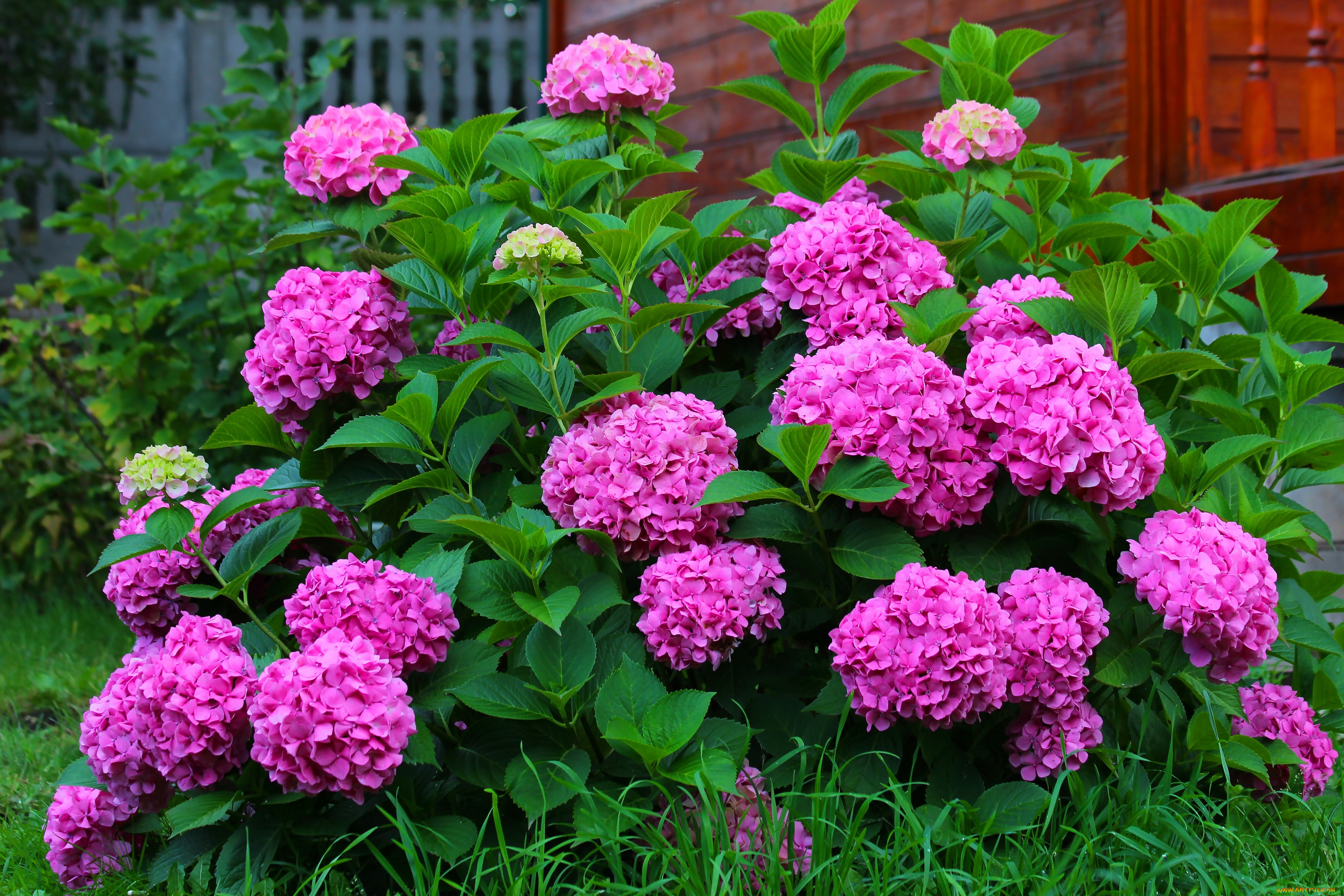 цветы, гортензия, крупнолистная, осень, природа, красота, дача, цветение