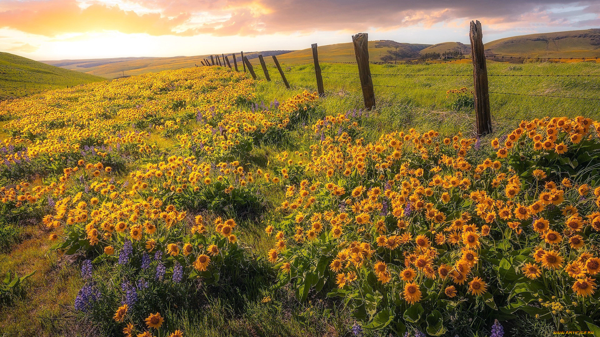 природа, луга, простор, луг, цветы