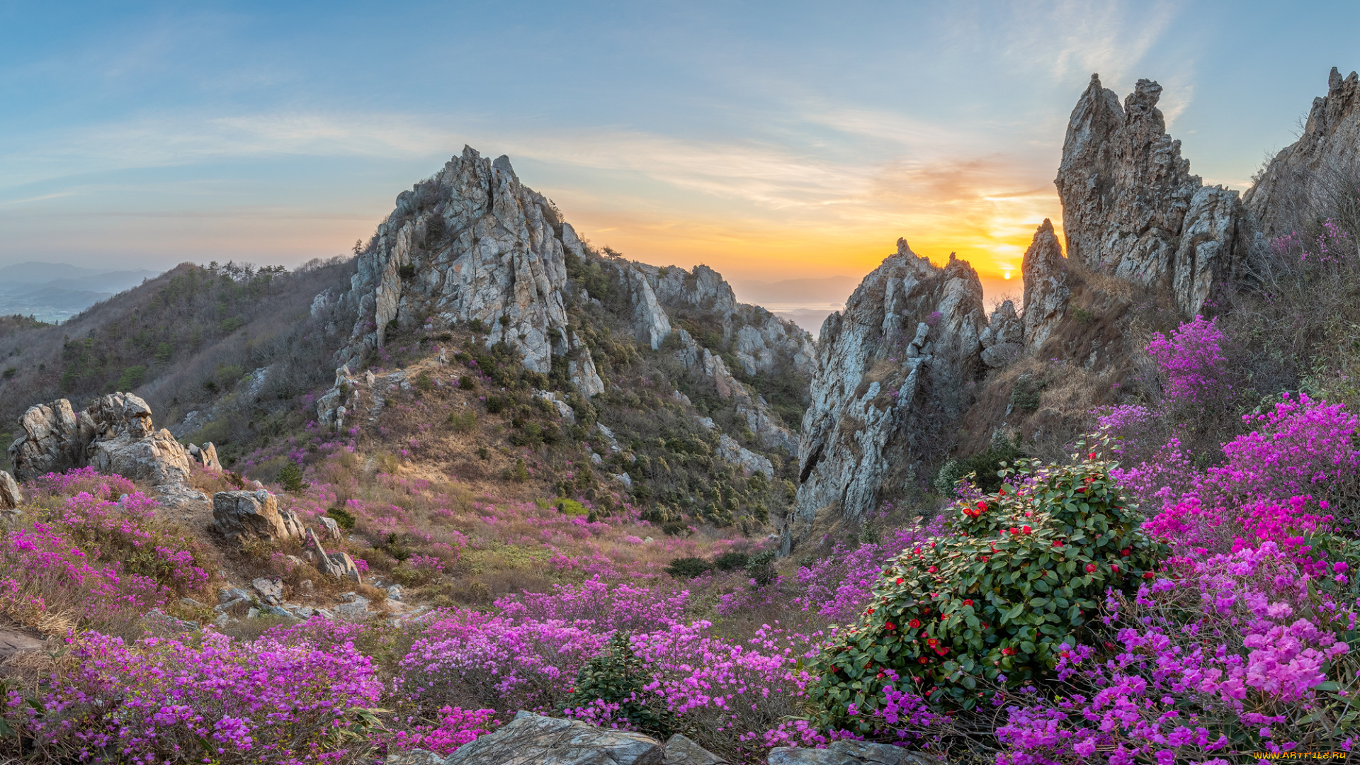 природа, горы, пейзаж, холмы, скалы, цветы, розовый, растения, весна, небо, закат, jaeyoun, ryu