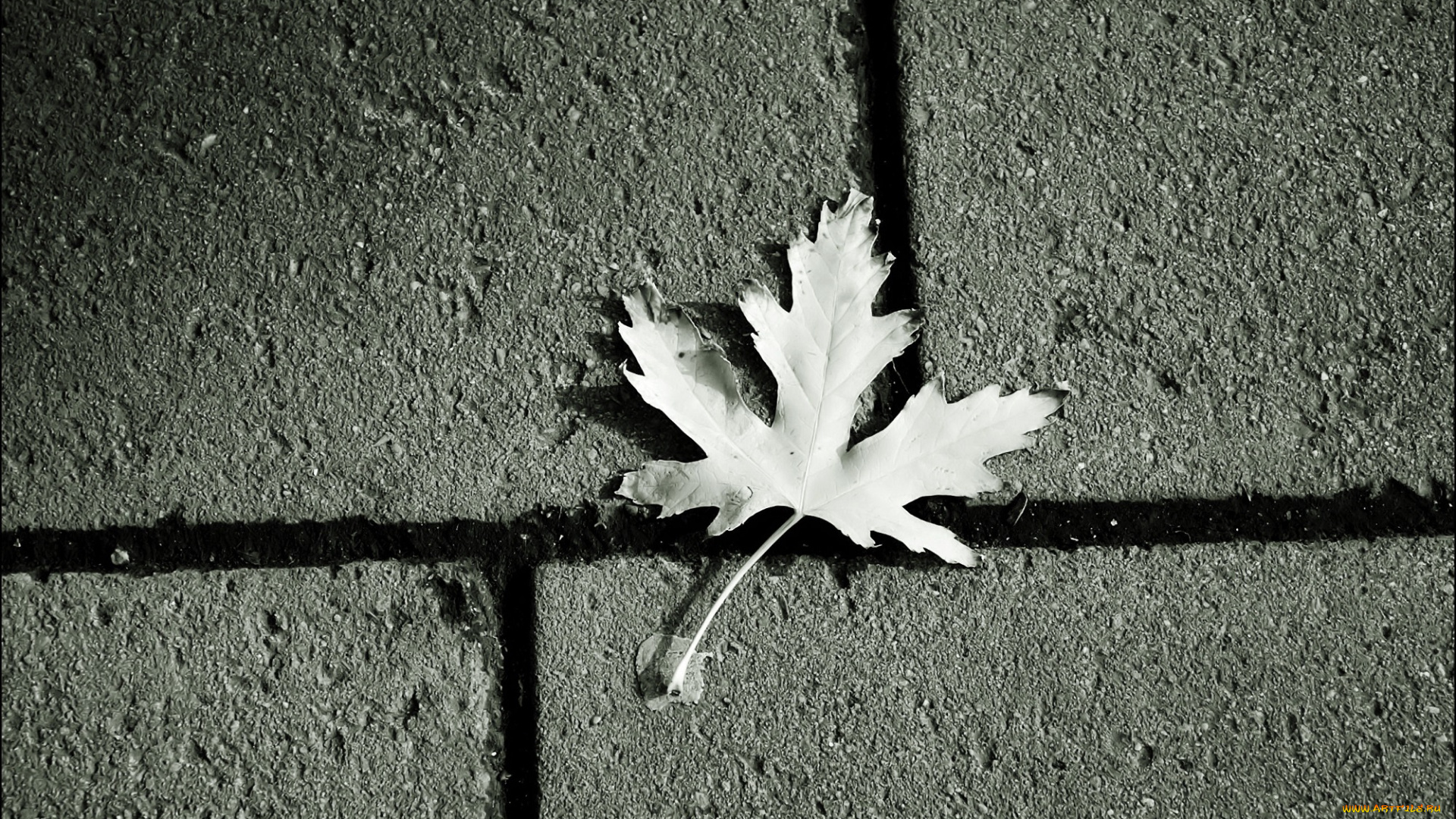 природа, листья, лист