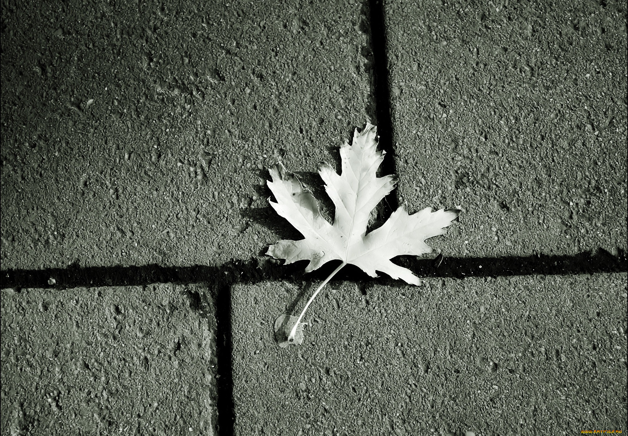 природа, листья, лист