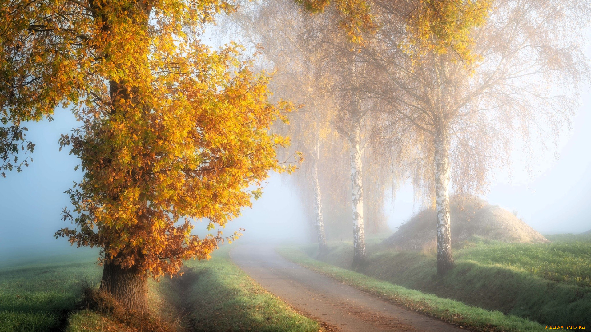 природа, дороги, осень, деревья, туман, дорога
