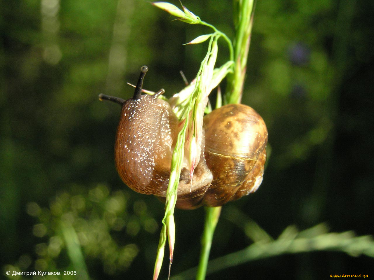 животные, улитки