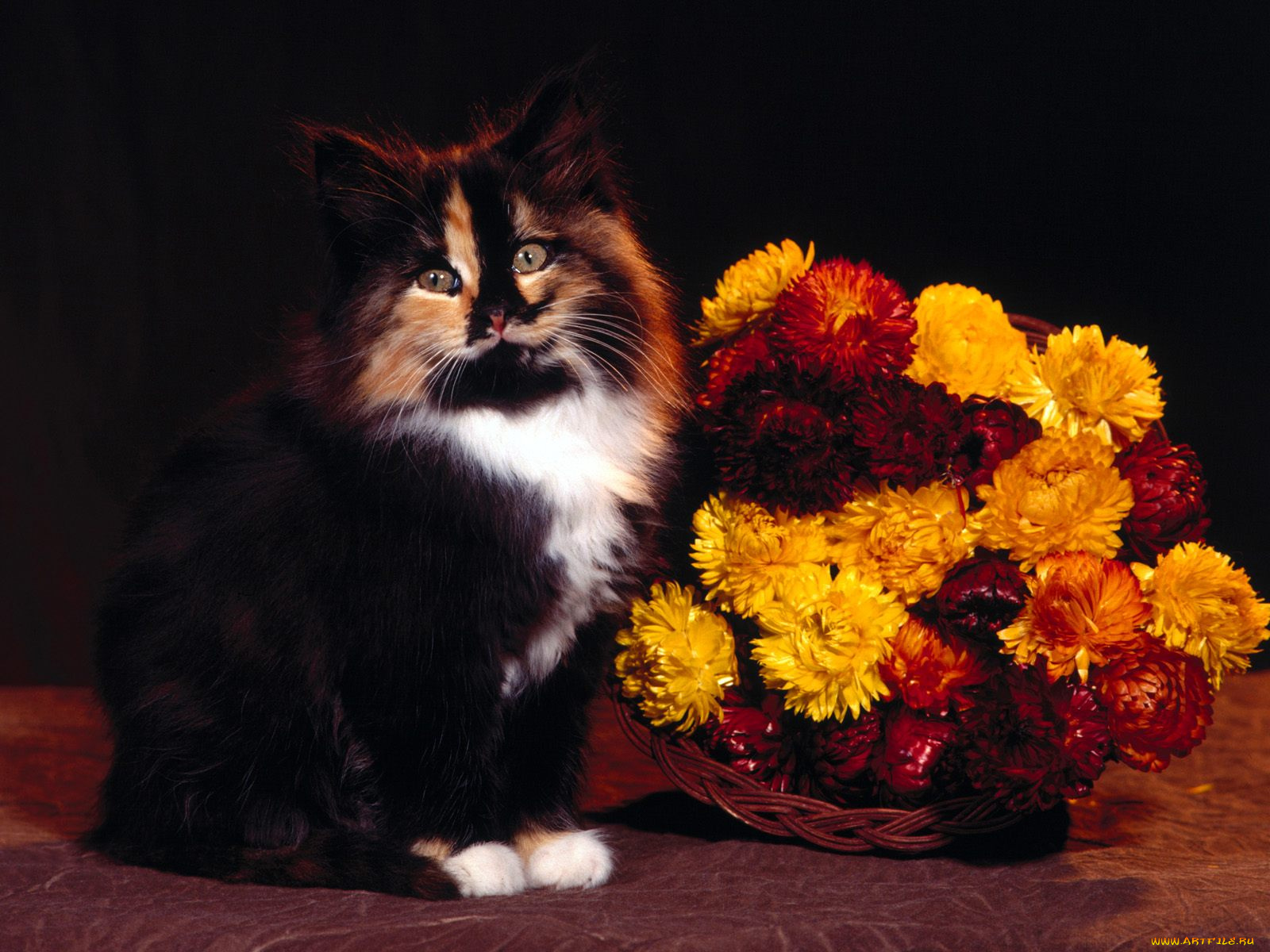 october, calico, mix, животные, коты