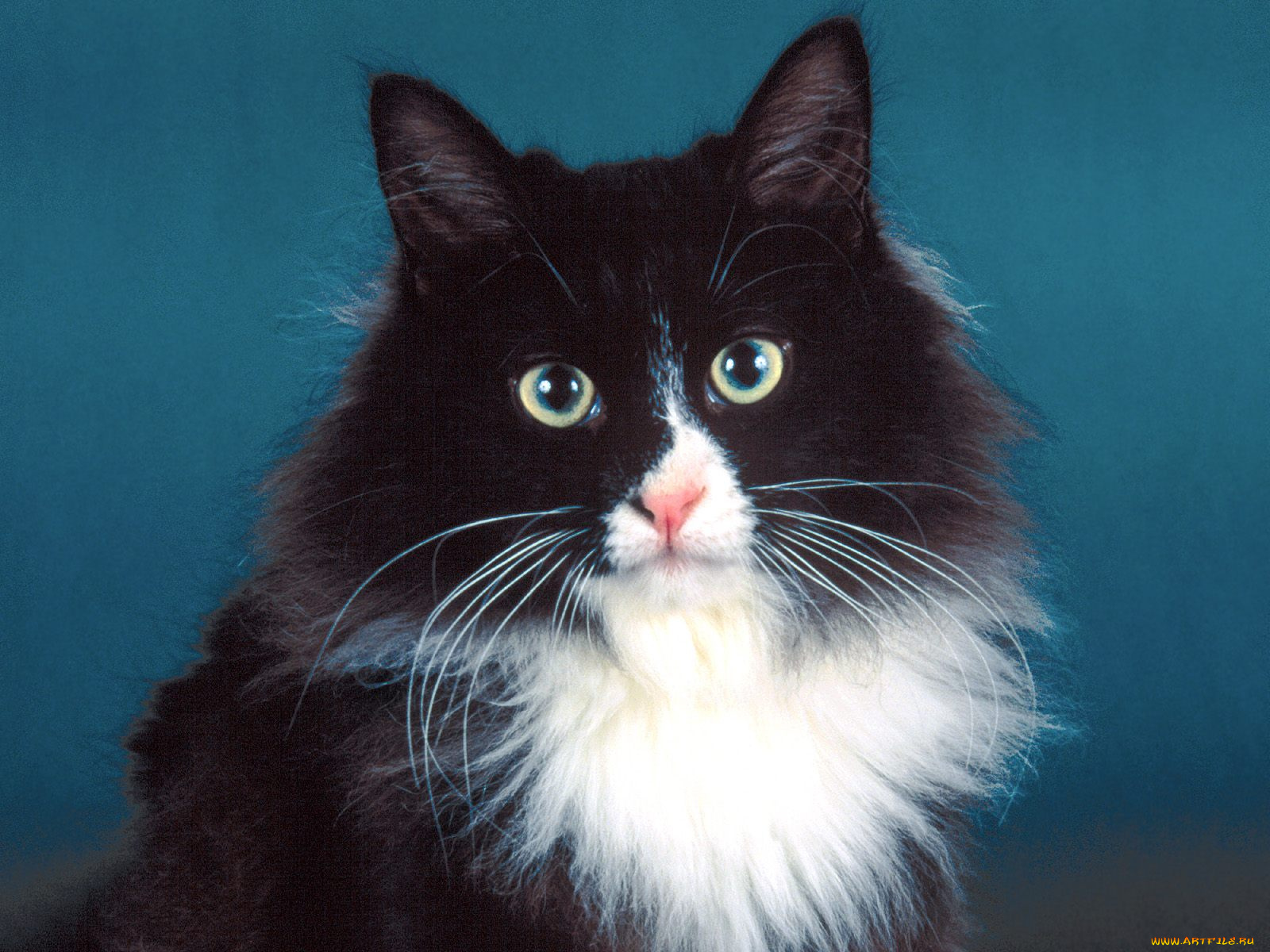 quigley, siberian, anton, животные, коты