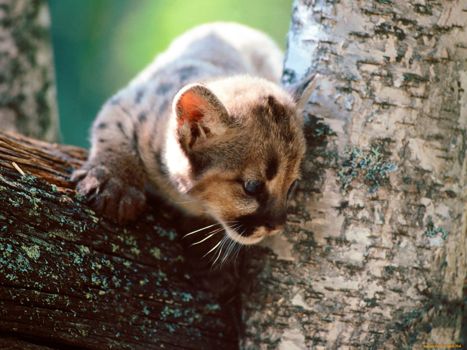 животные, пумы