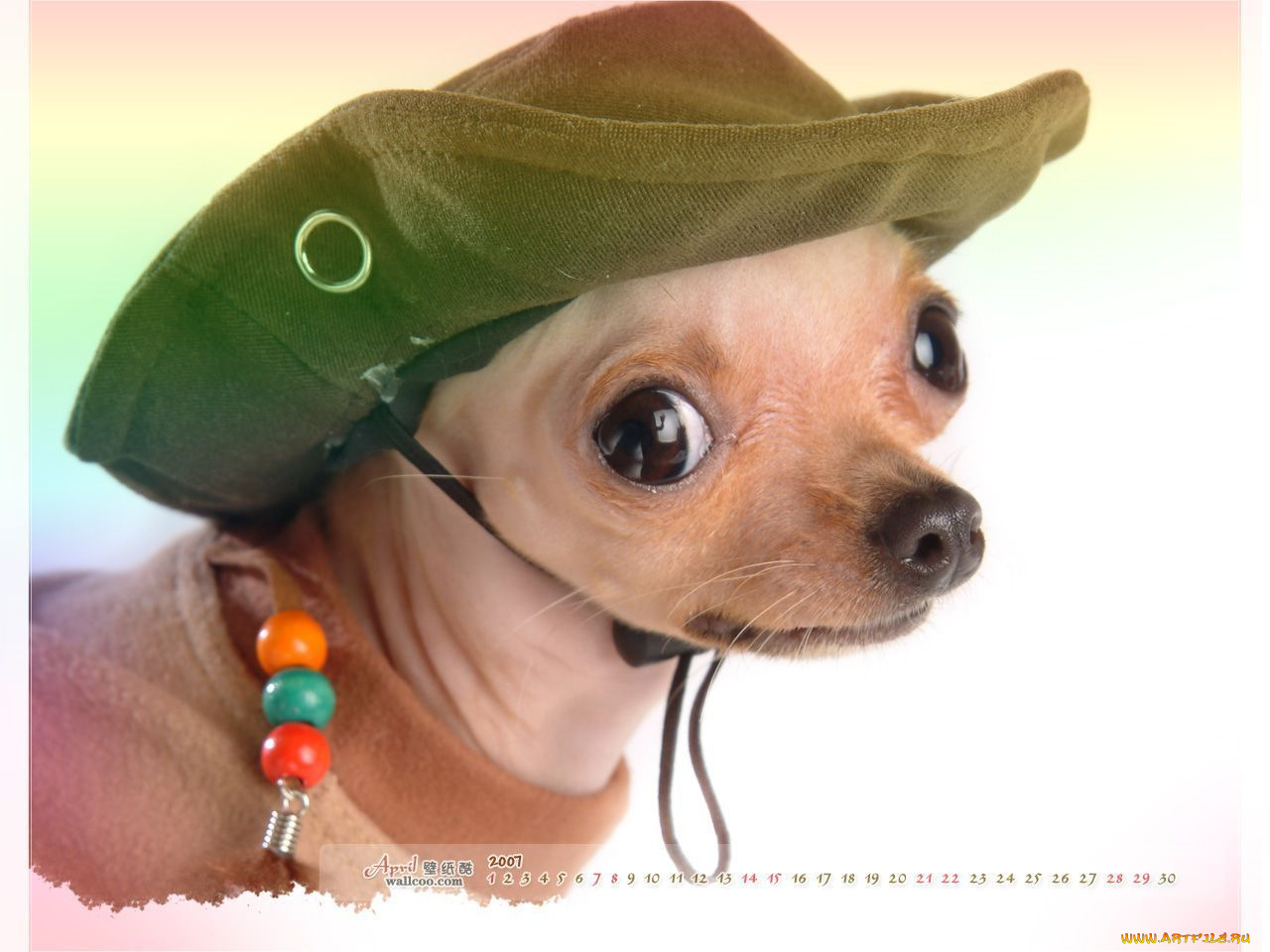 ковбой, календари, животные