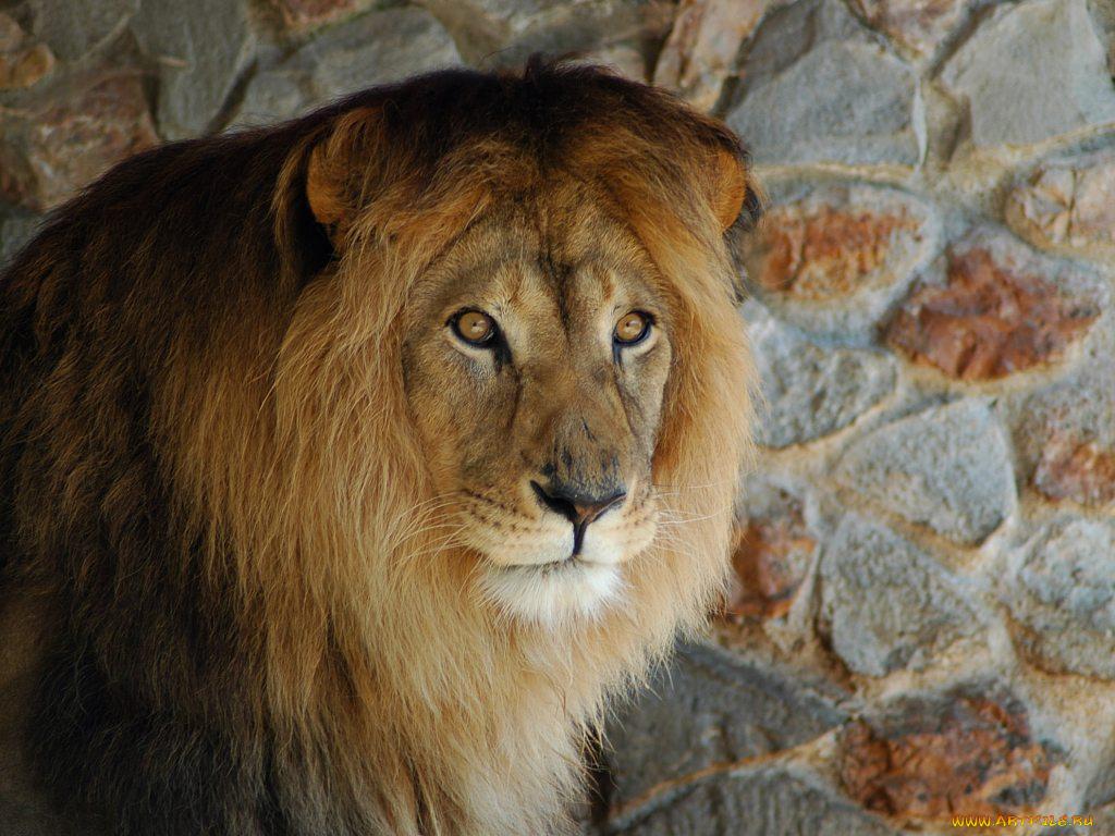 животные, львы