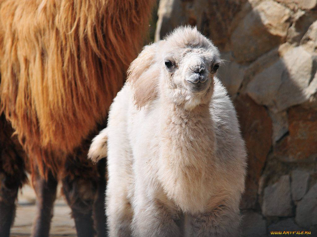 животные, верблюды