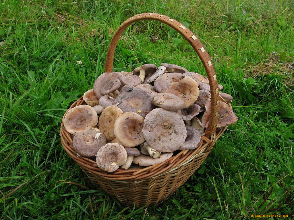 еда, грибы, грибные, блюда