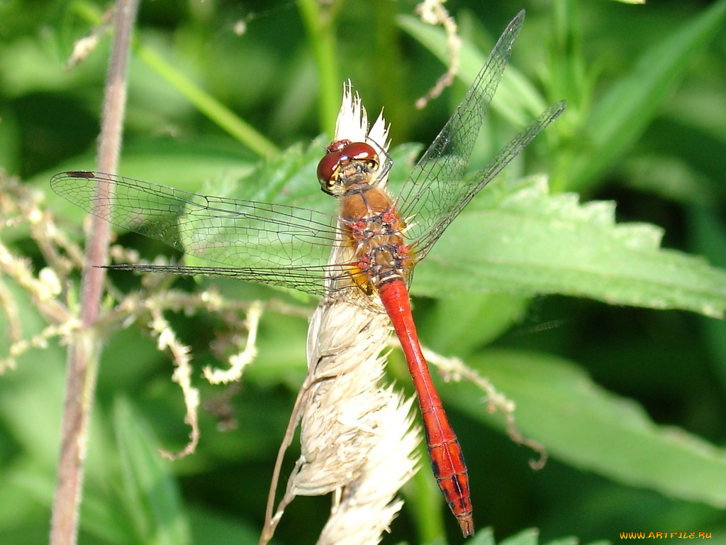 животные, стрекозы
