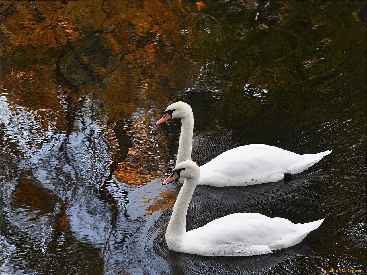 животные, лебеди