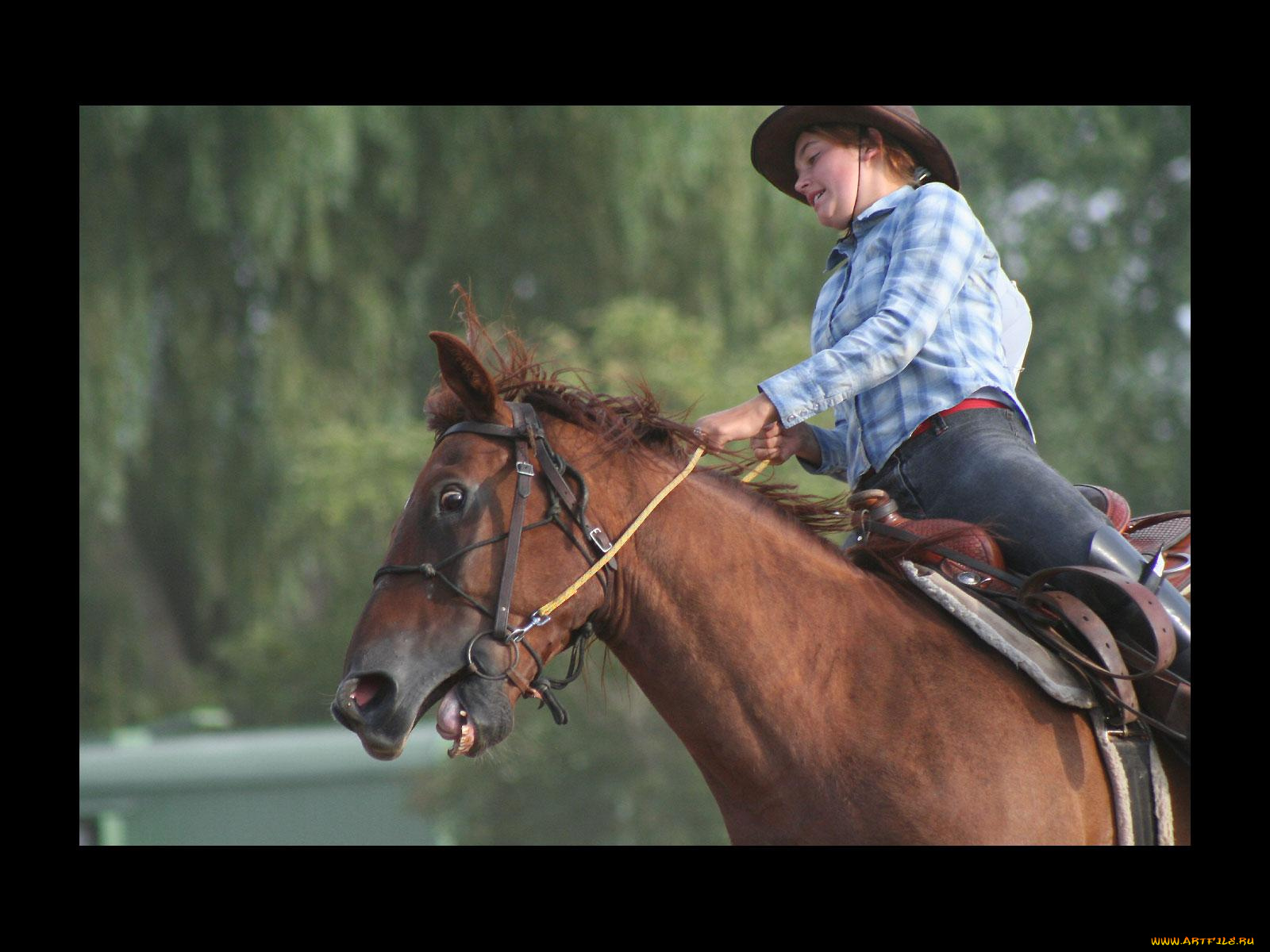 спорт, конный