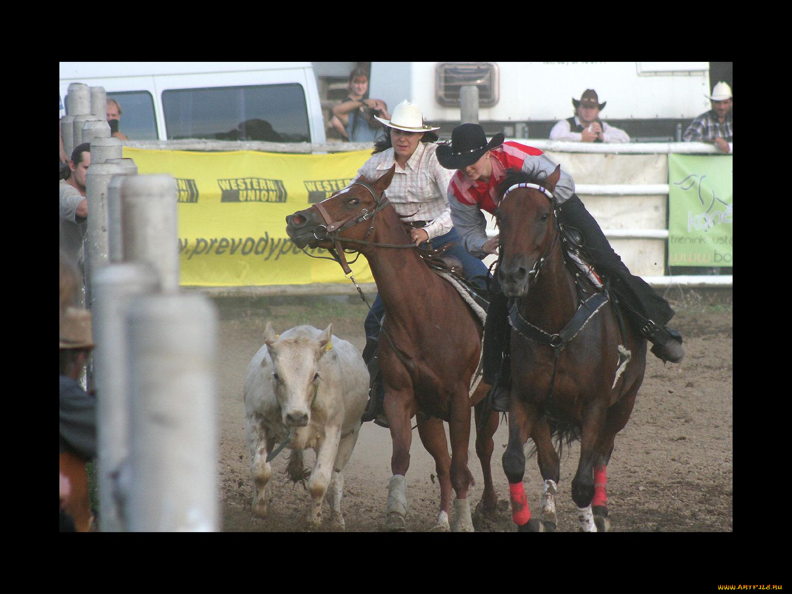спорт, конный