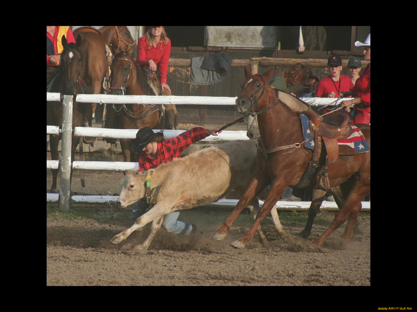 спорт, конный