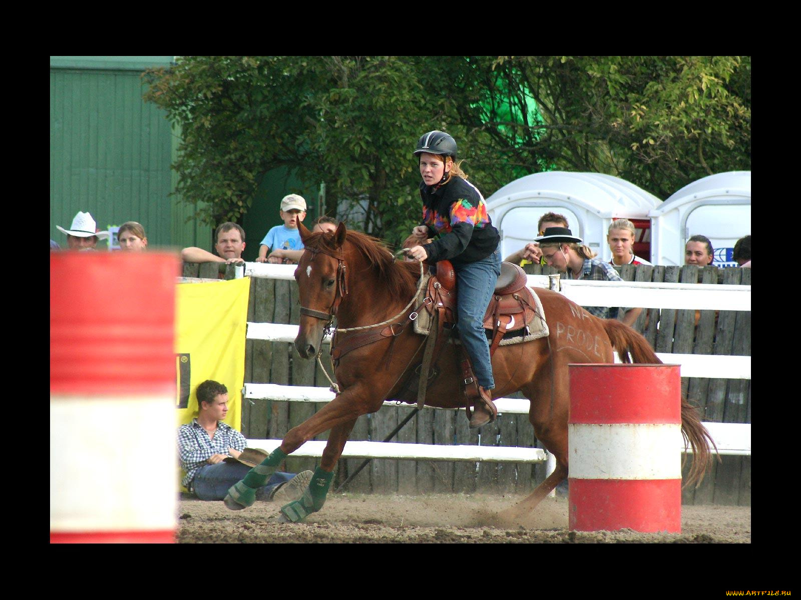 спорт, конный