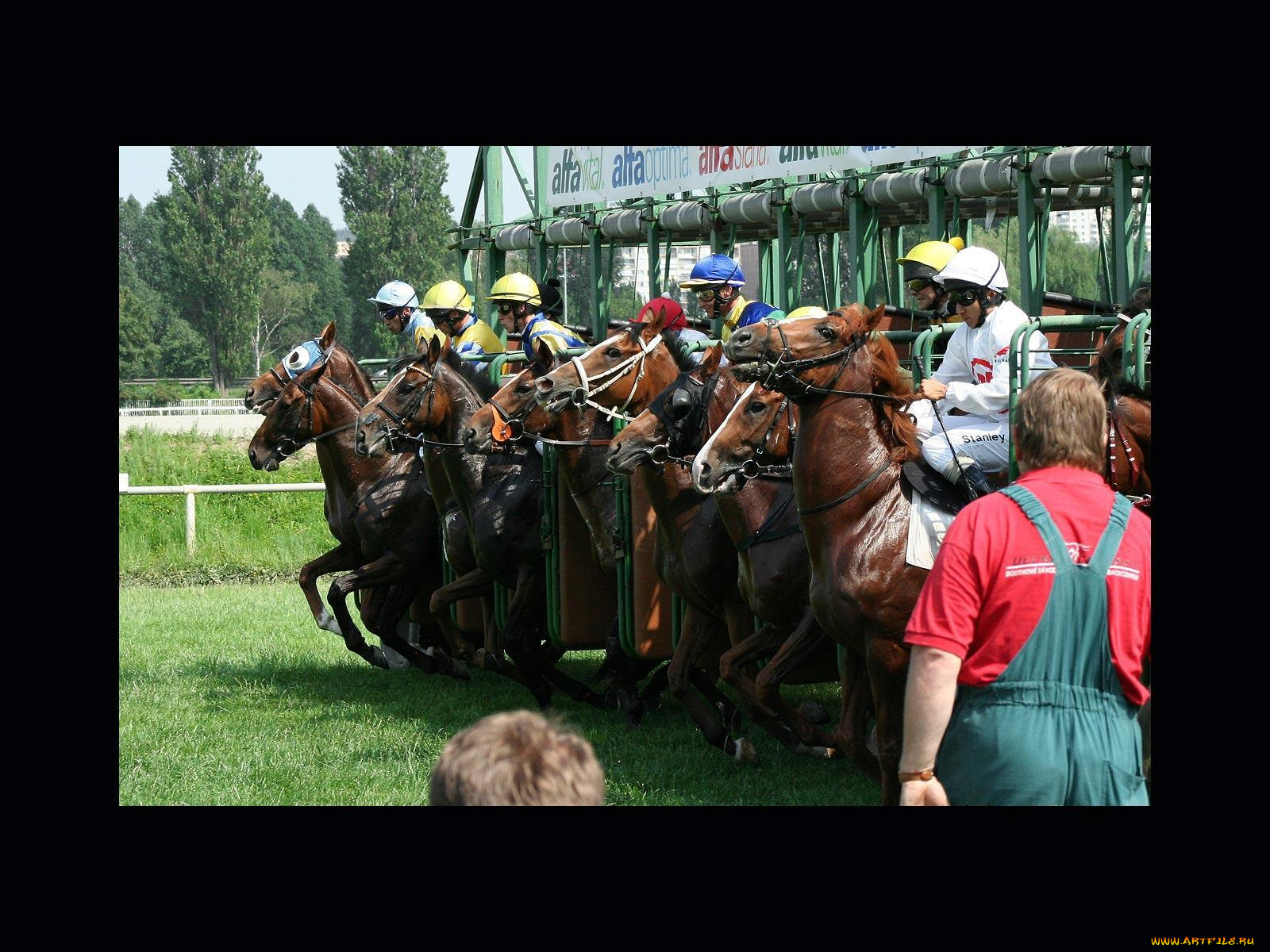 спорт, конный