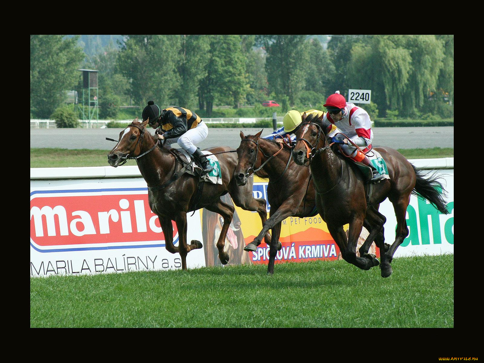 спорт, конный