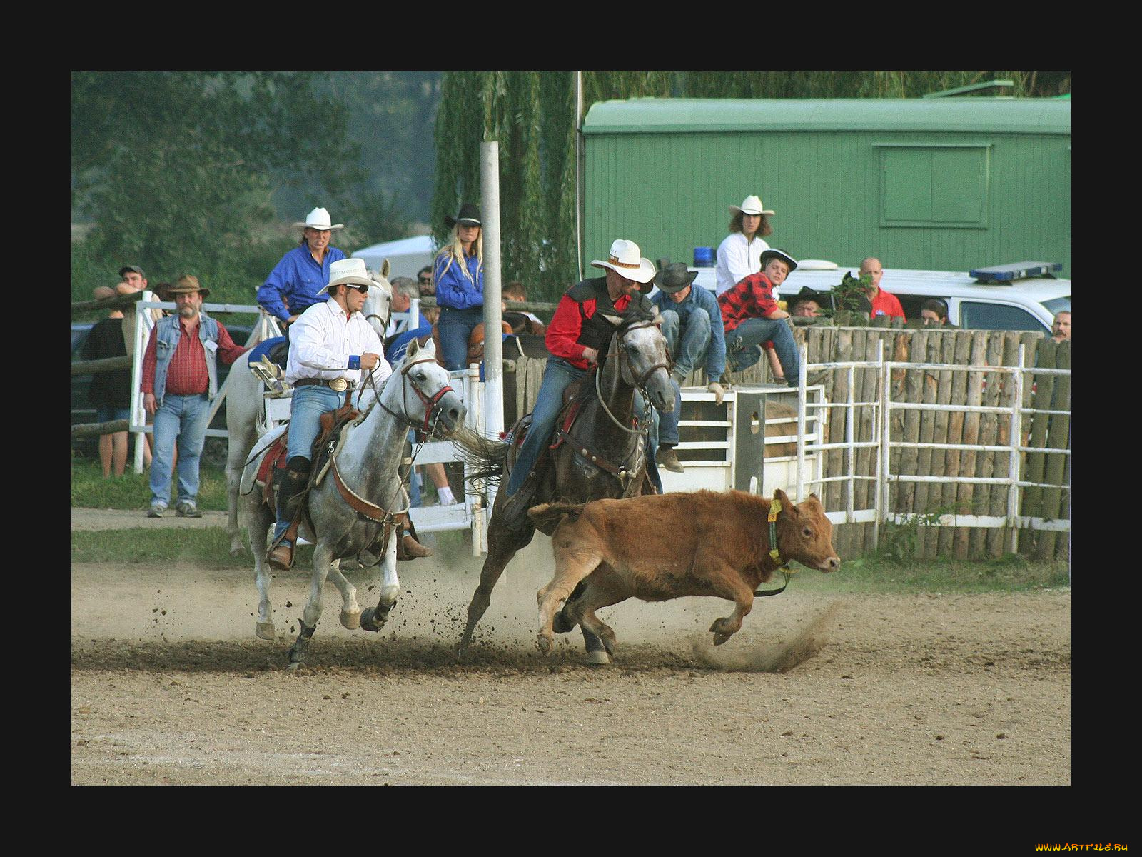 спорт, конный