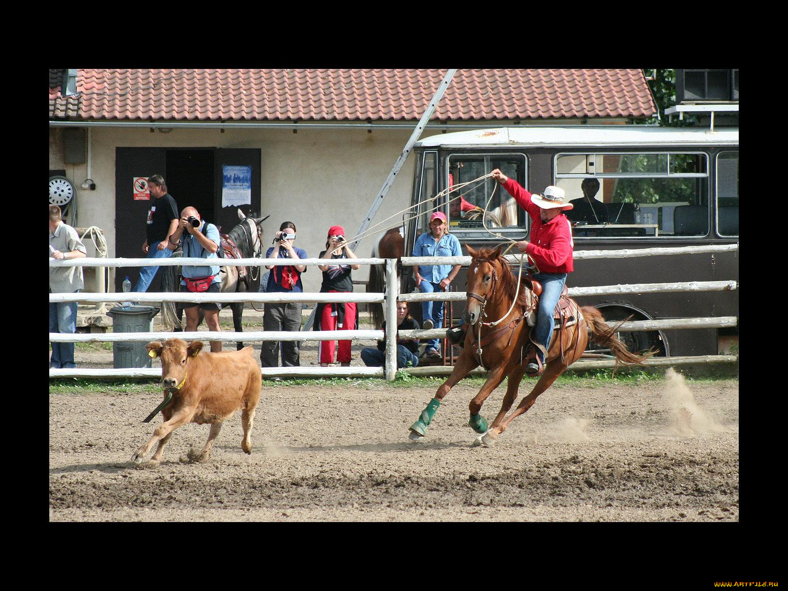 спорт, конный