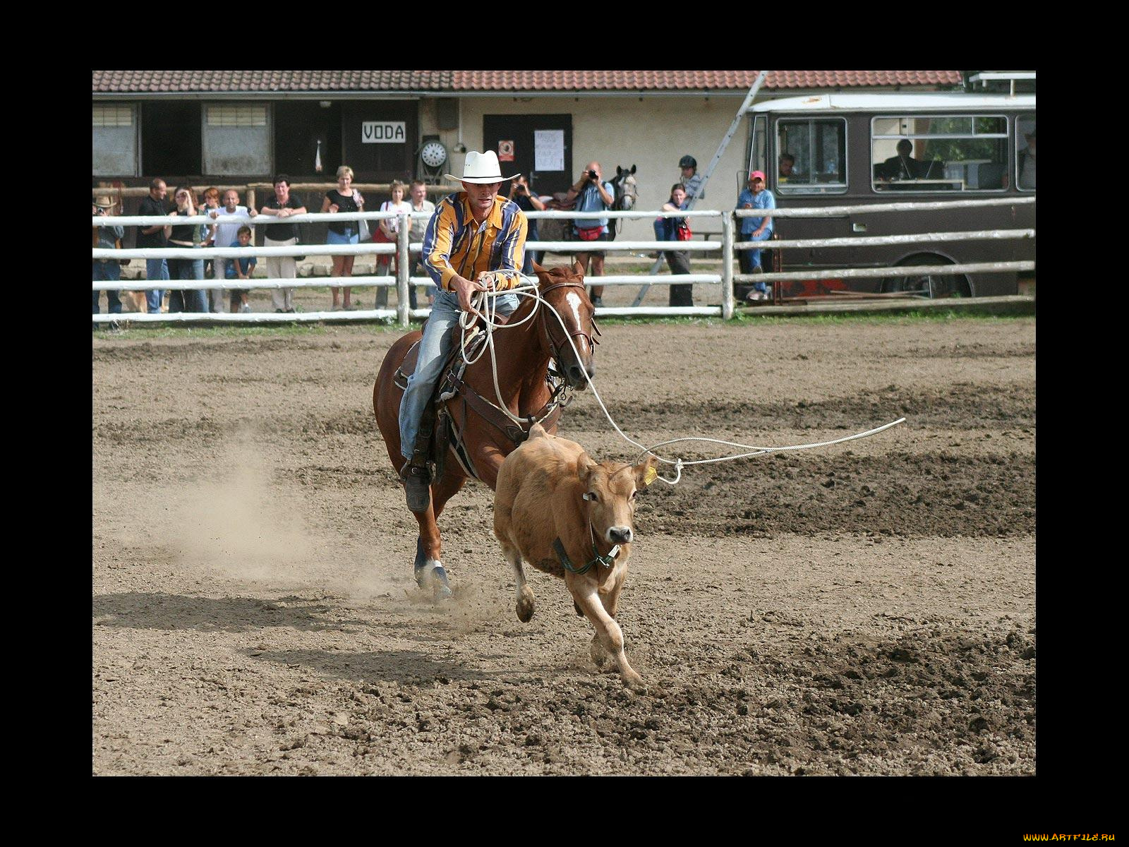спорт, конный