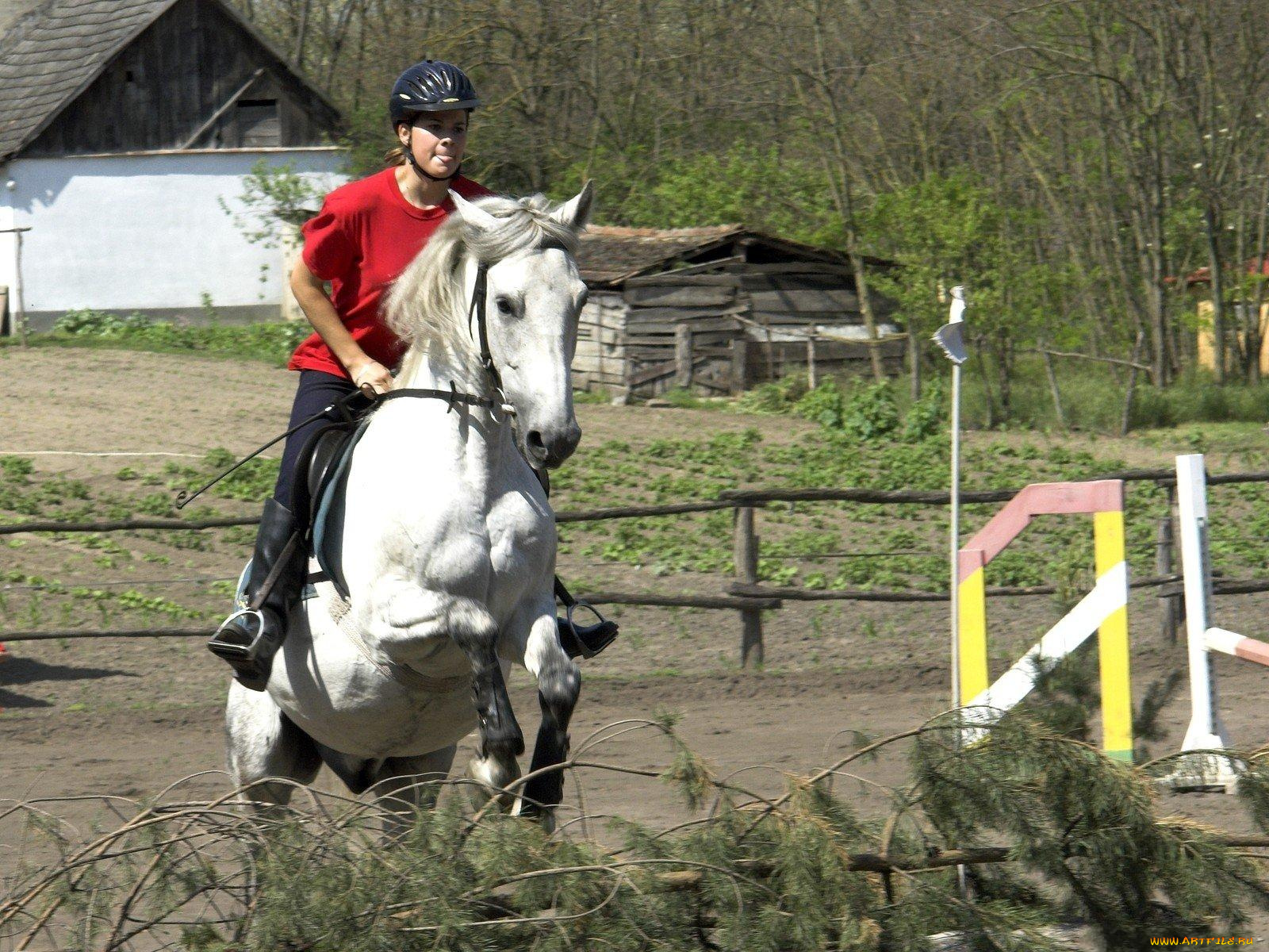 спорт, конный