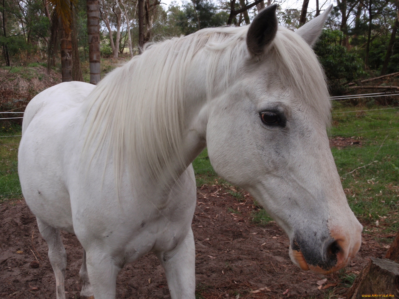 животные, лошади