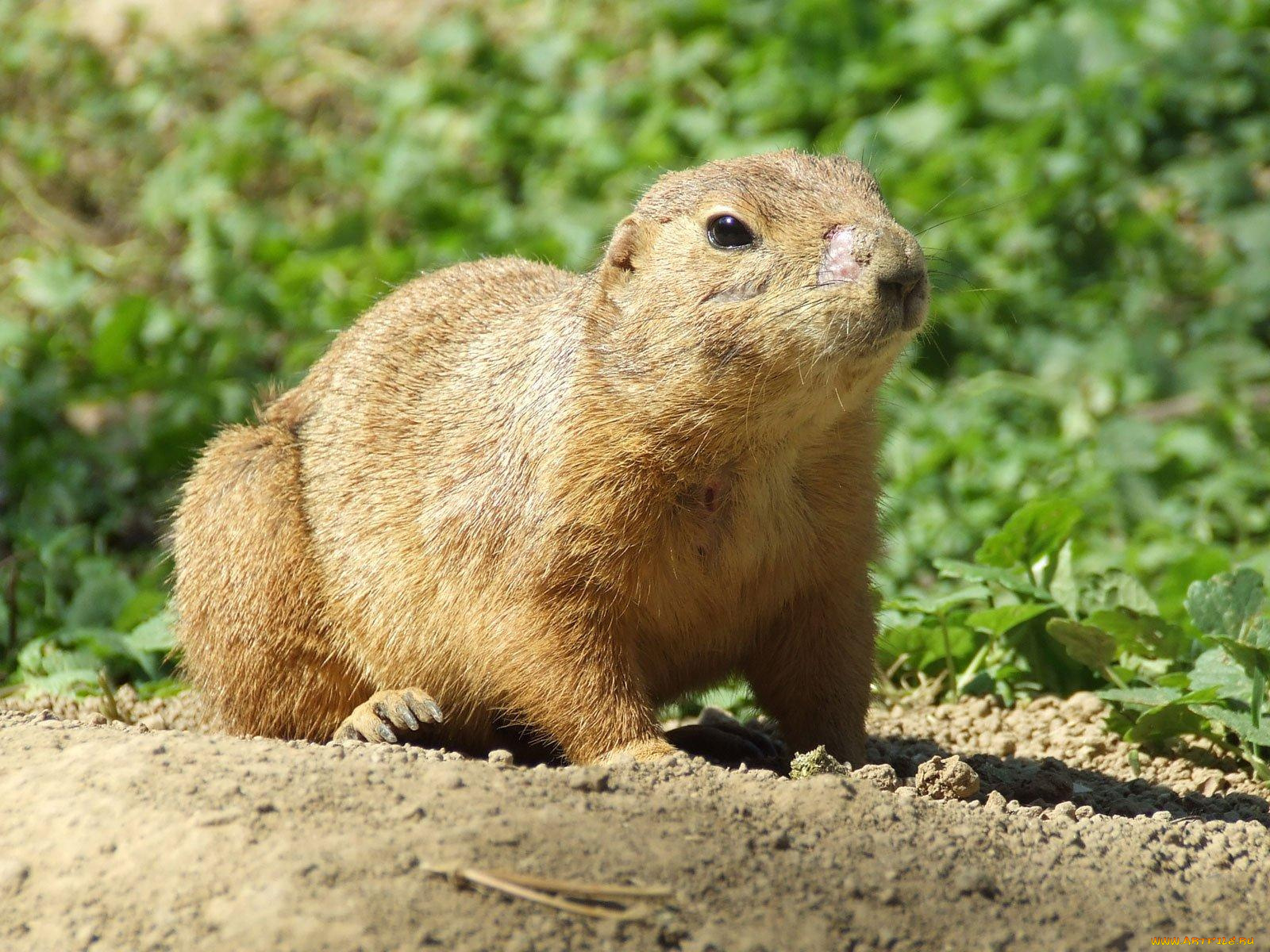 животные, суслики, сурки