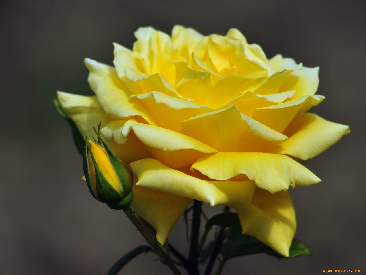 цветы, розы