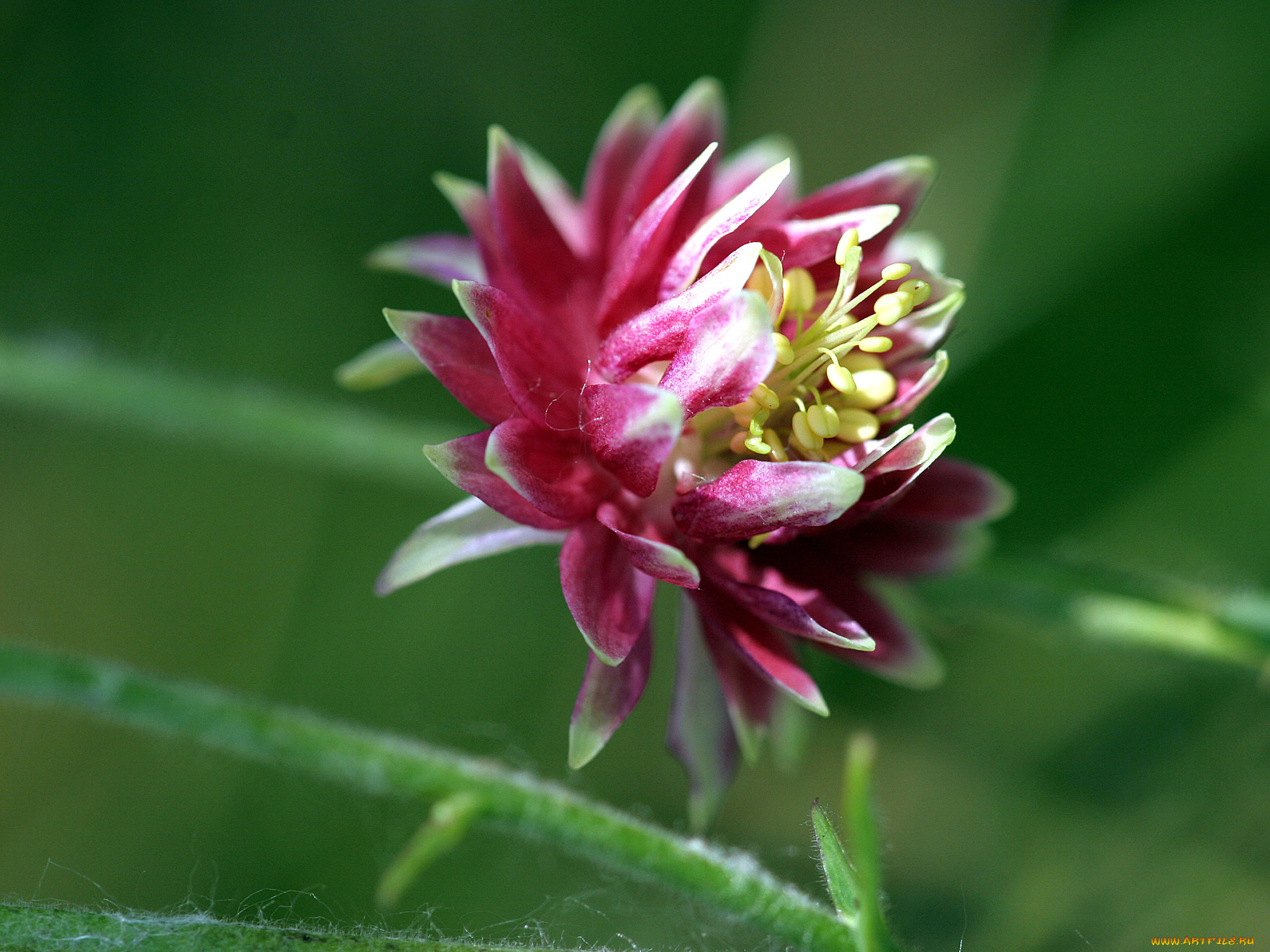цветы, аквилегия, водосбор
