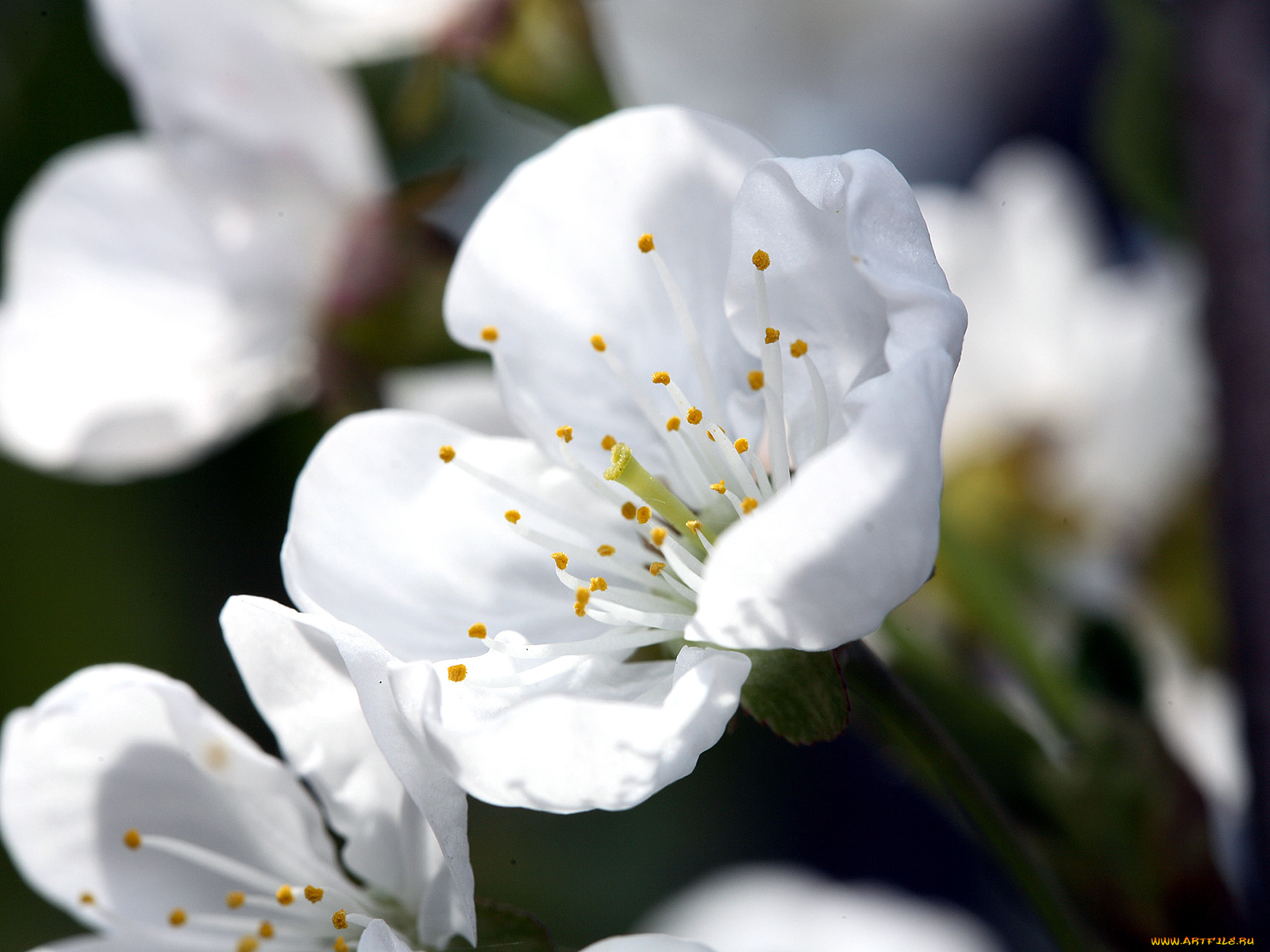 цветы, цветущие, деревья, кустарники