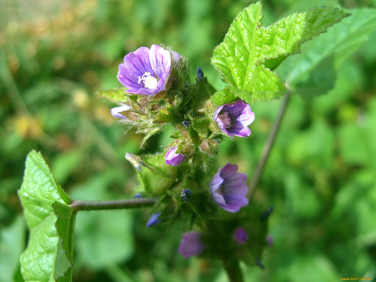 цветы, луговые, полевые
