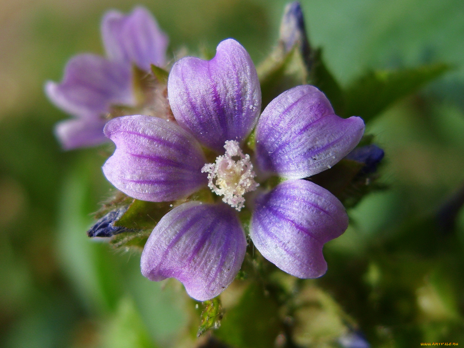 цветы, луговые, полевые