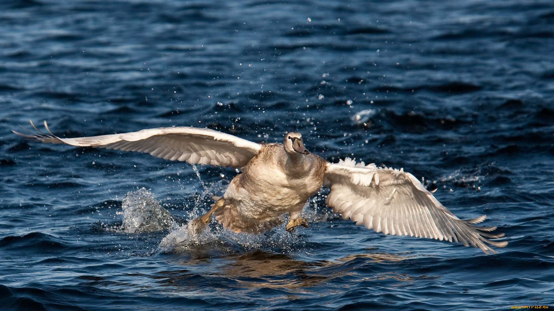 автор, сергей, доля, животные, лебеди