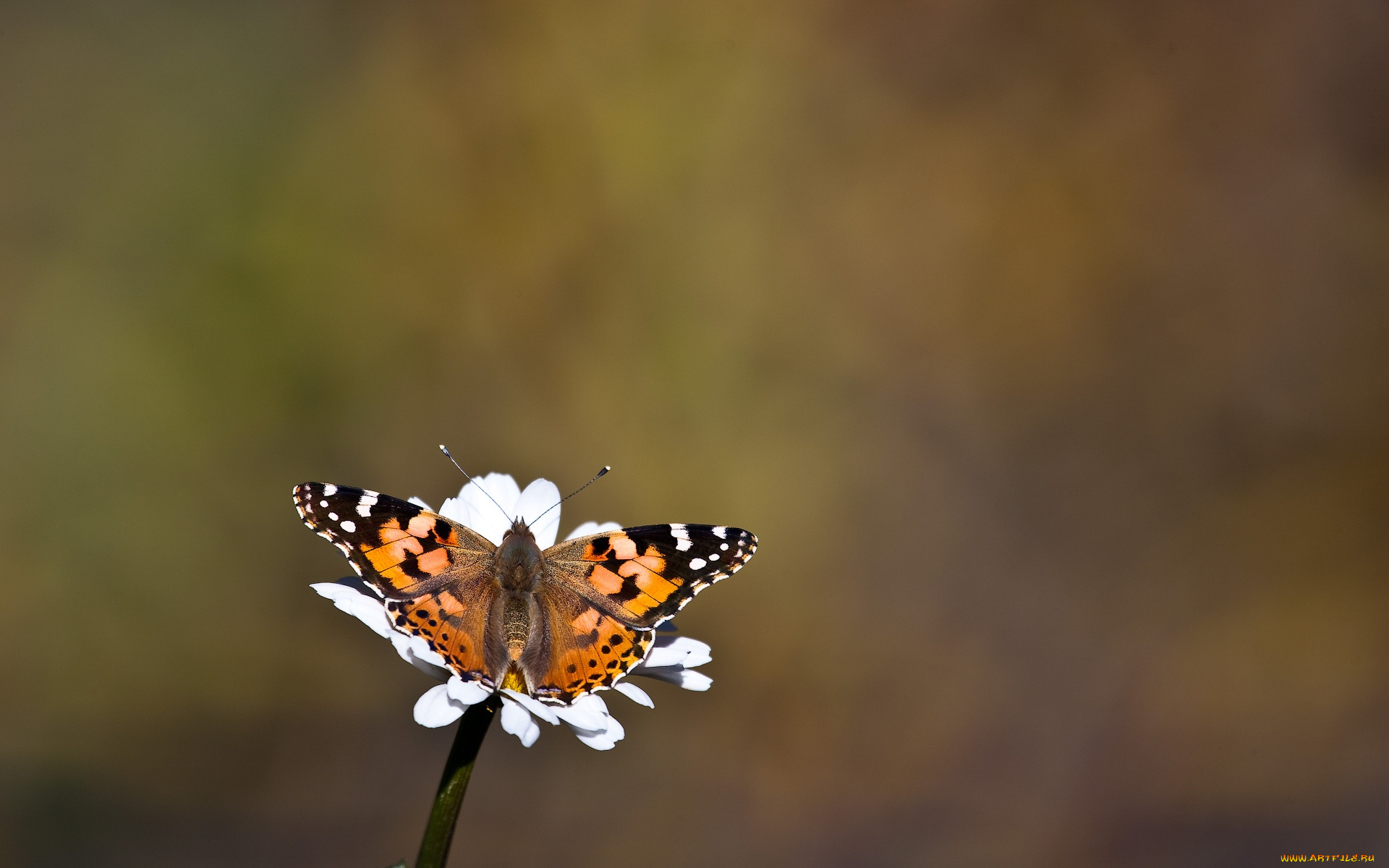 автор, сергей, доля, животные, бабочки