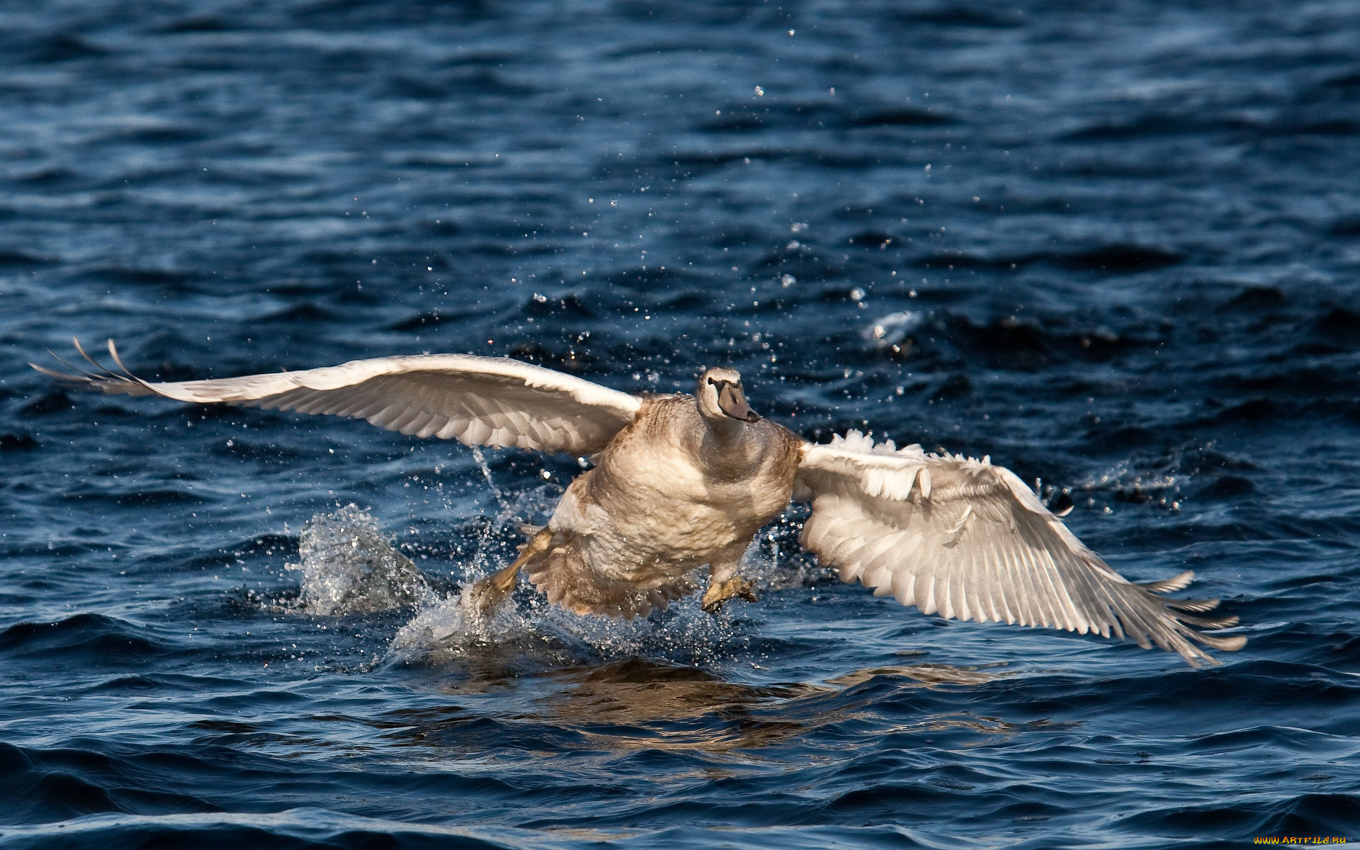 автор, сергей, доля, животные, лебеди