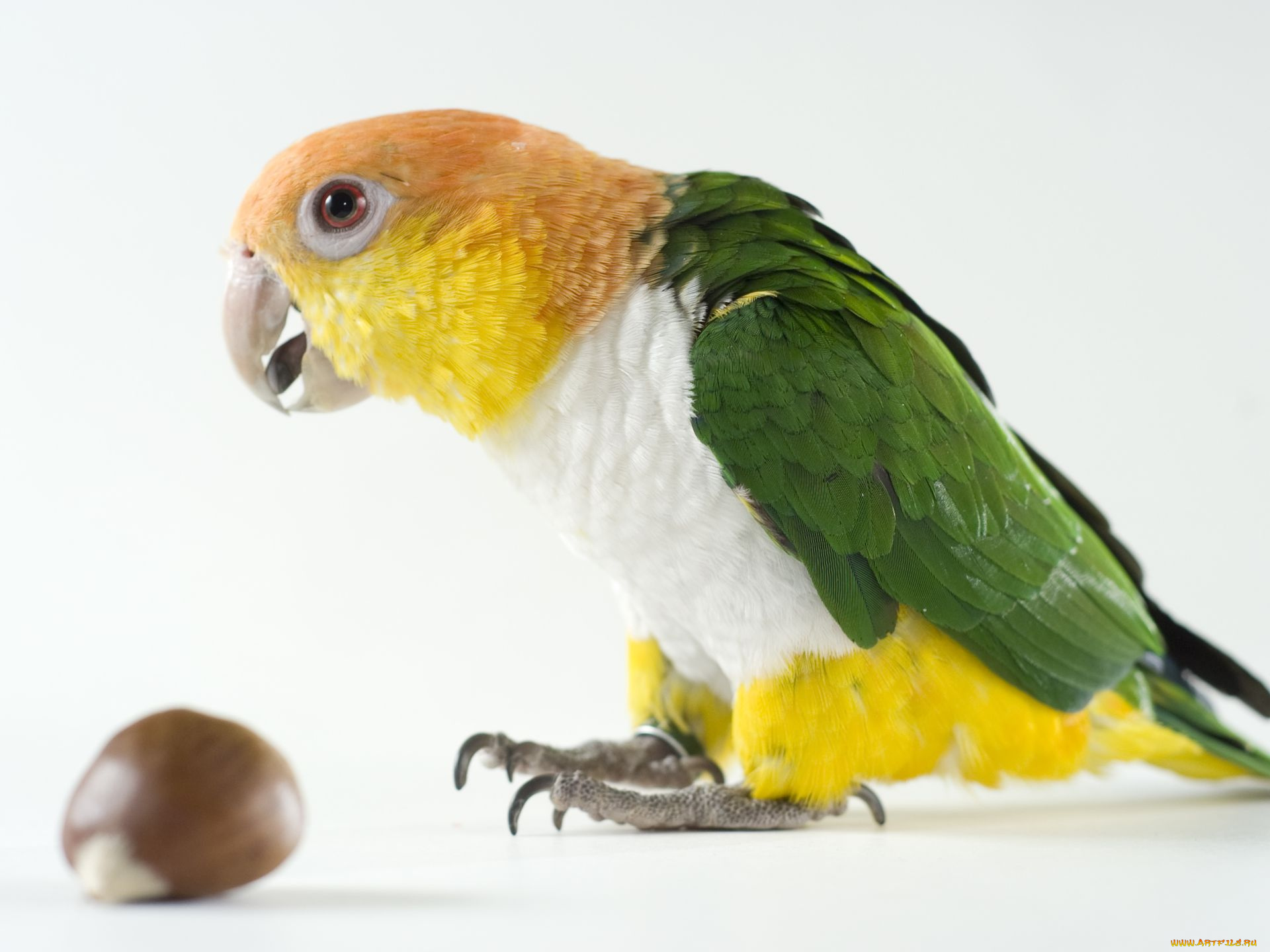 животные, попугаи