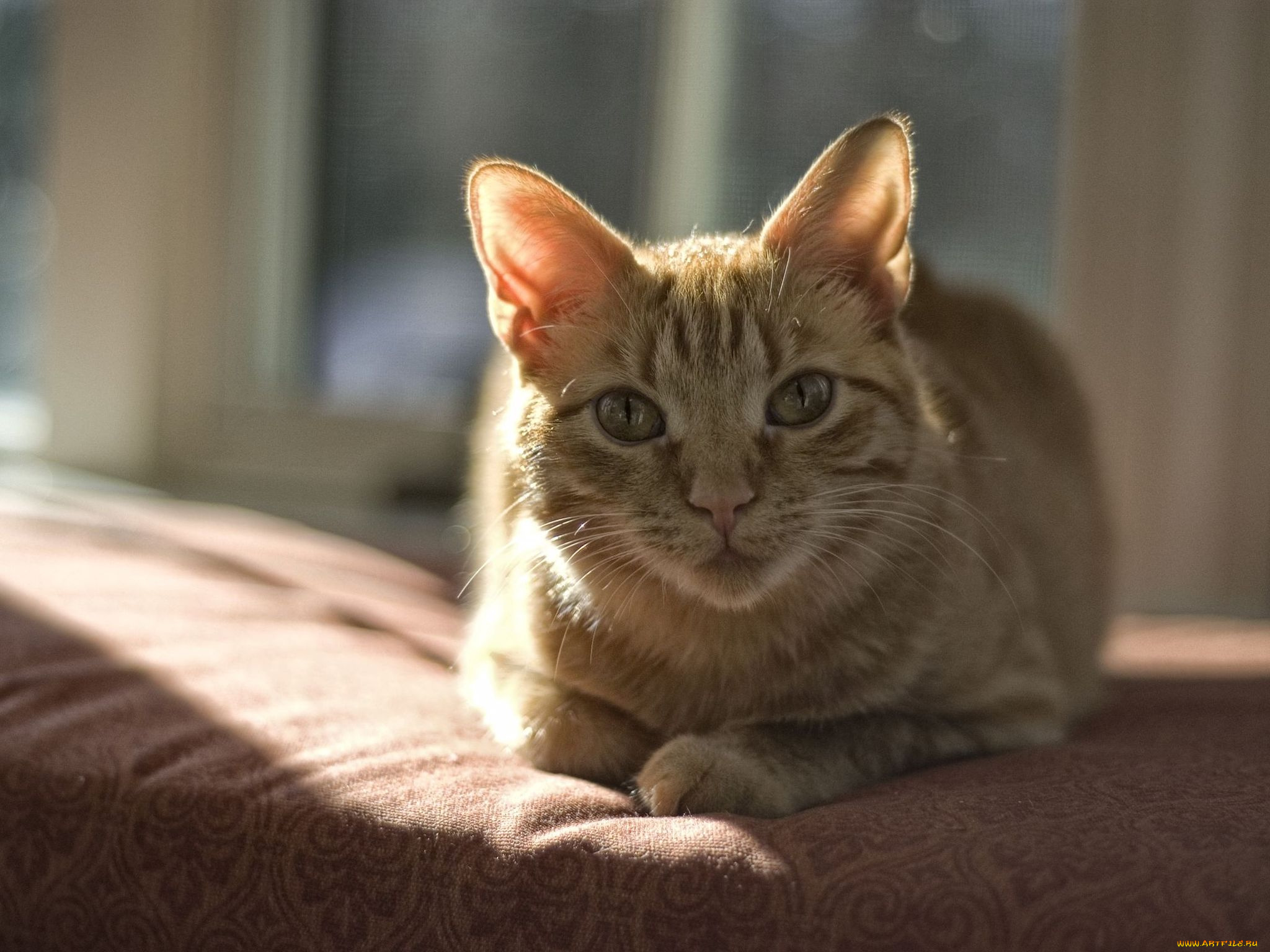 животные, коты