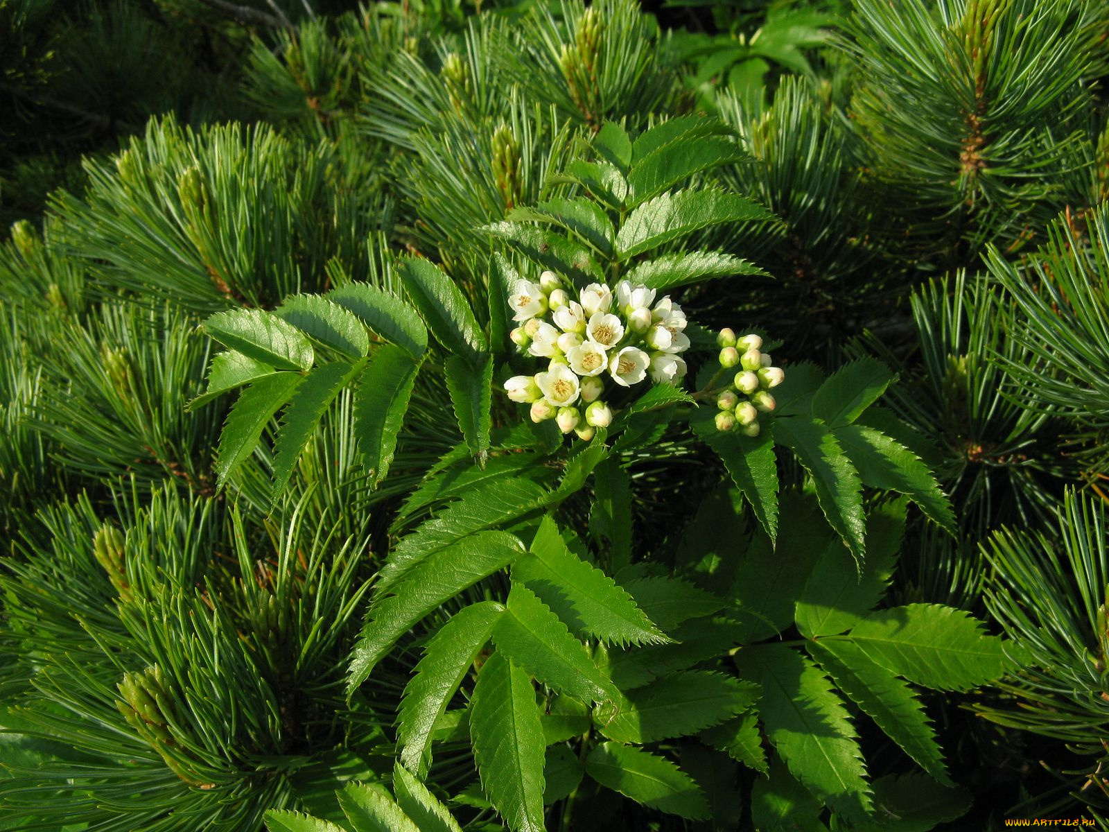 цветы, цветущие, деревья, кустарники, цветущий, кустарник