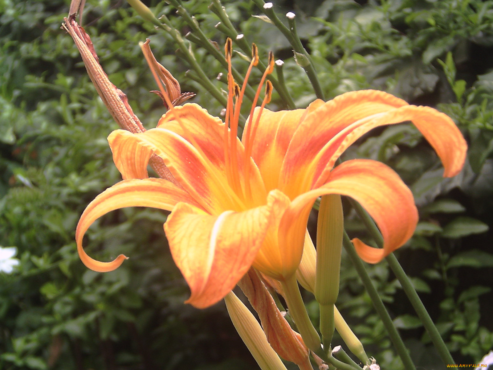 цветы, лилии, лилейники, бутоны