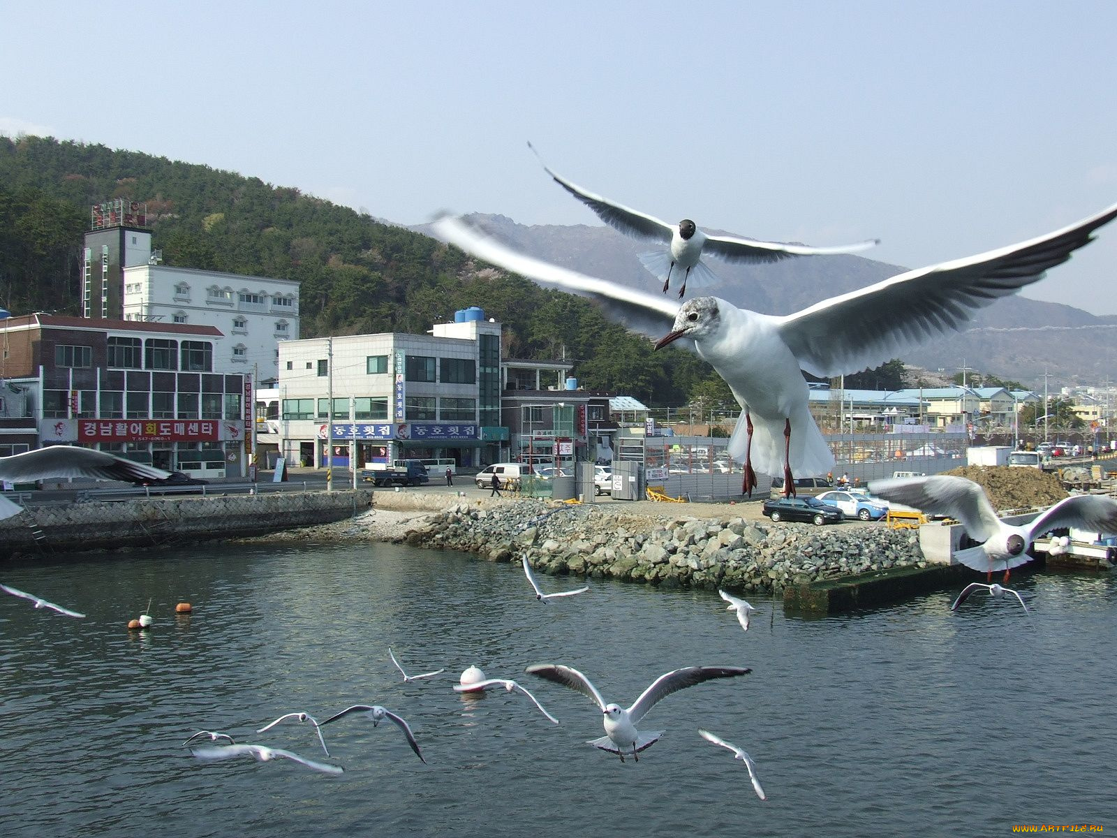 животные, Чайки, бакланы, крачки, чайка