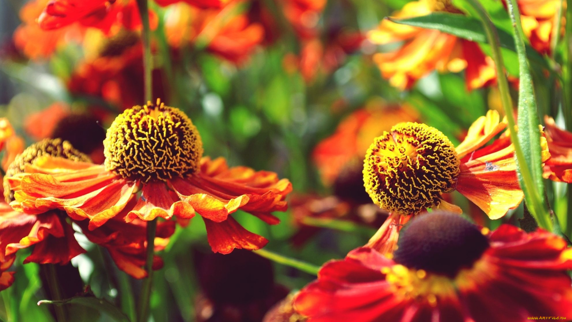 цветы, гайлардии, гелениумы, лепестки