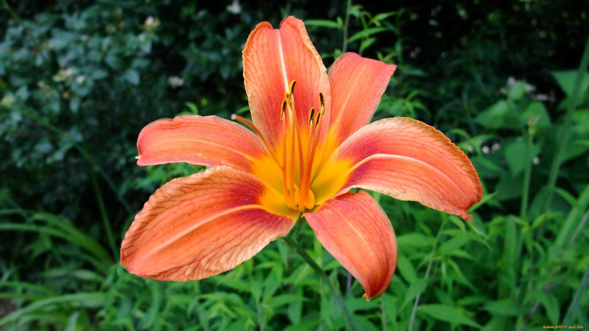 цветы, лилии, лилейники, оранжевая, лилия