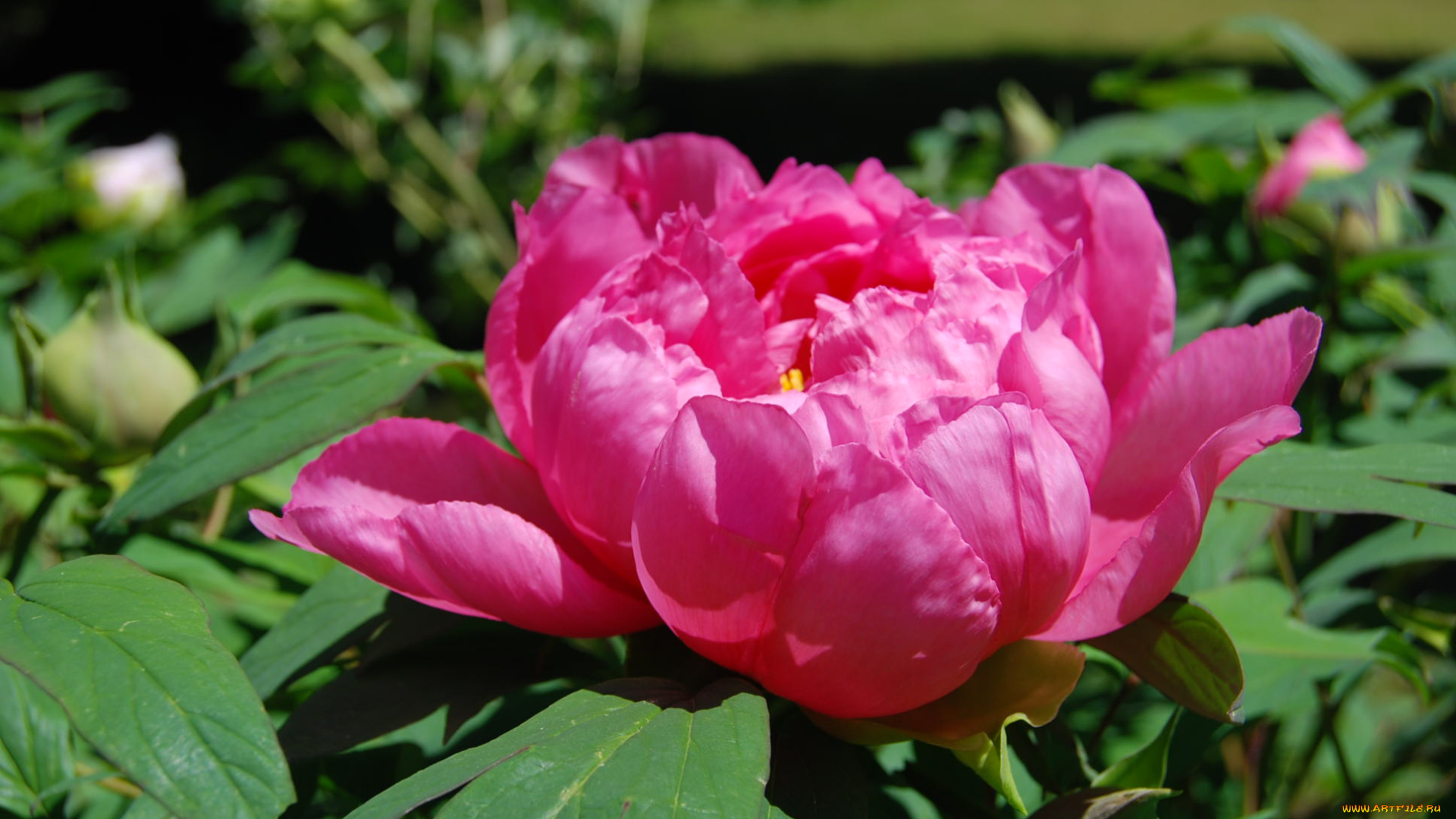 цветы, пионы