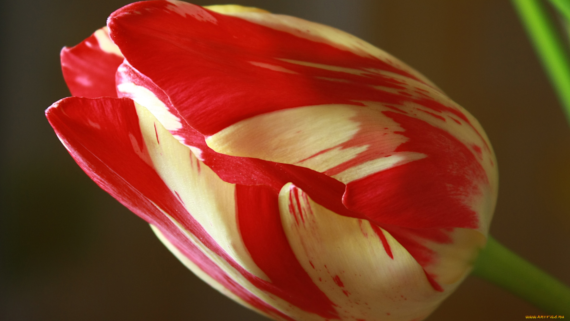 цветы, тюльпаны, бутон, макро