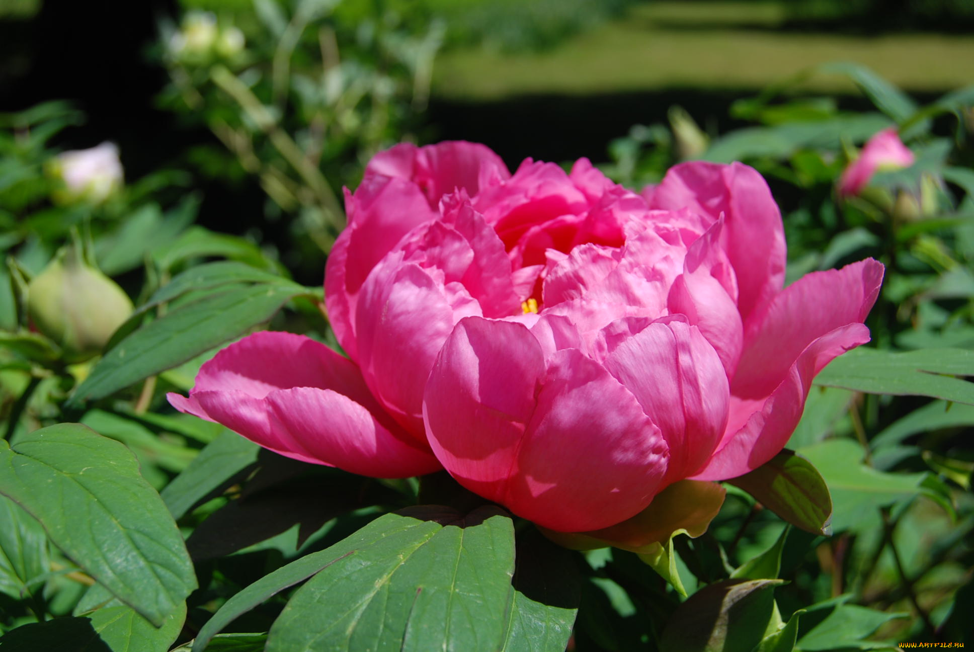 цветы, пионы