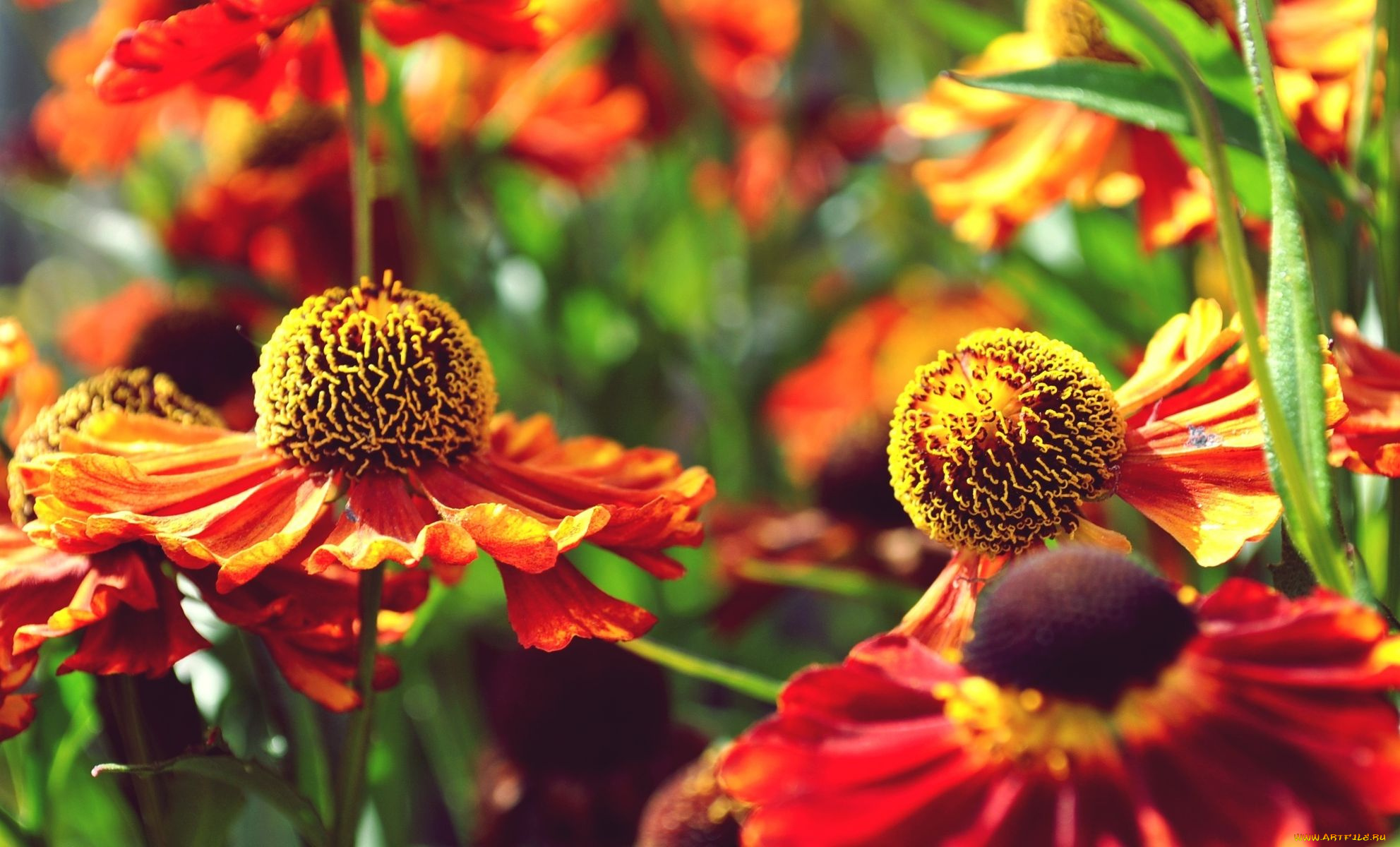 цветы, гайлардии, гелениумы, лепестки