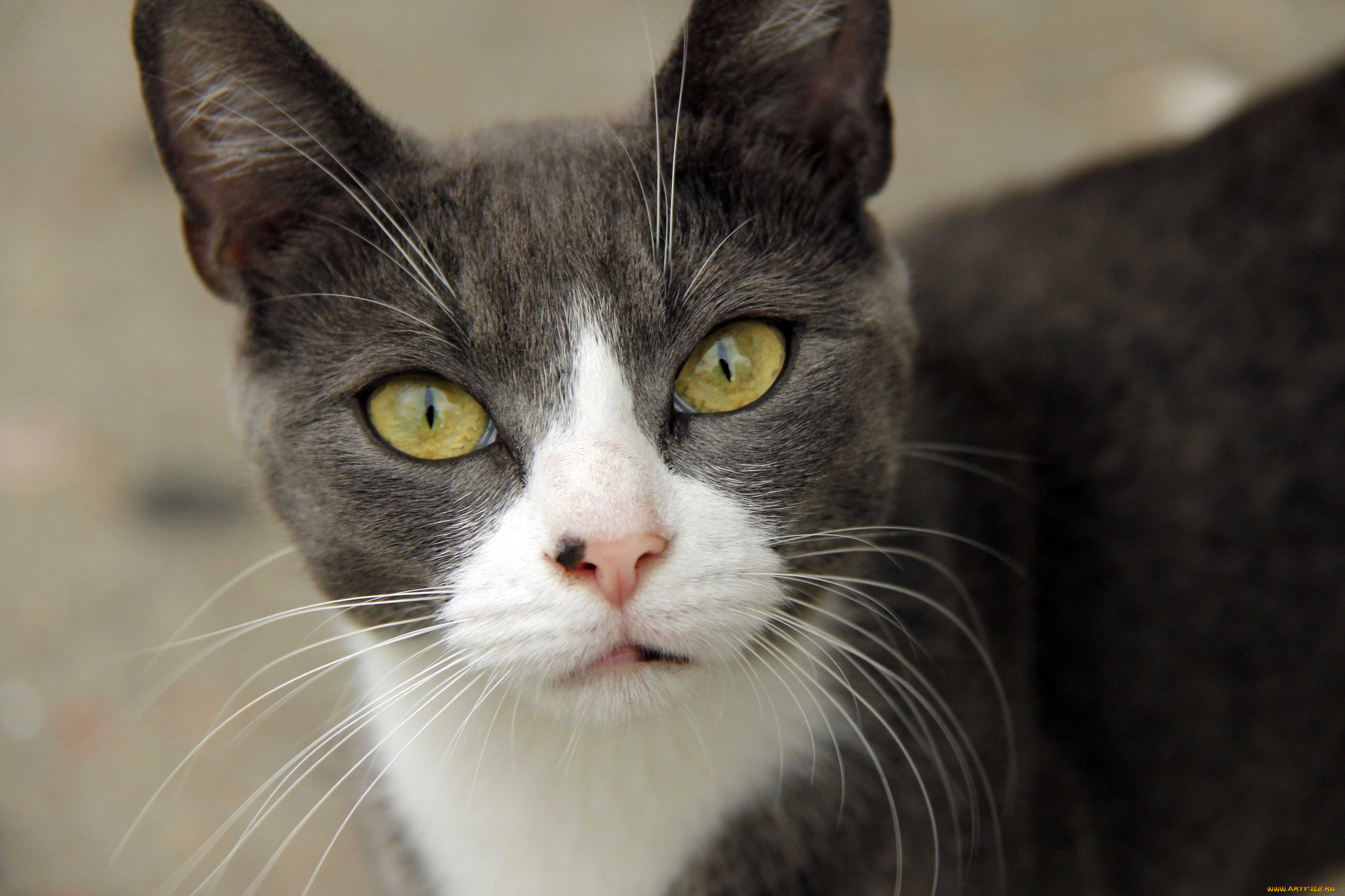 животные, коты, глаза